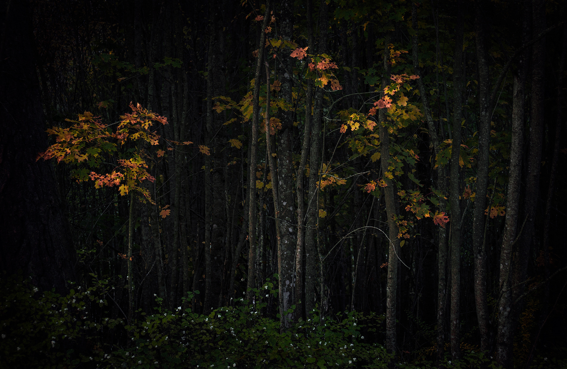 Best Fairy Grunge Aesthetic Wallpaper from Indie Artists