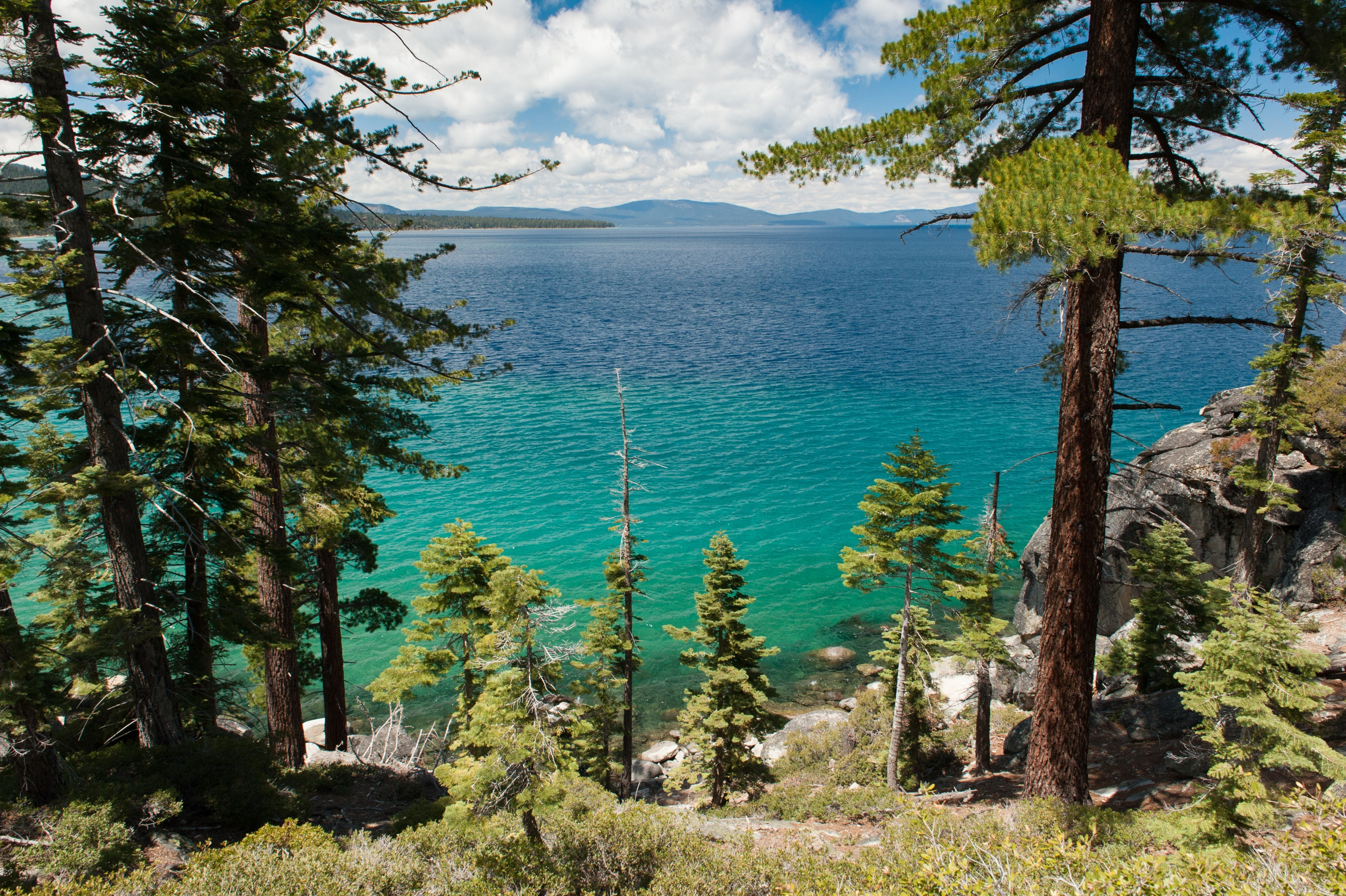 Pine Trees At Lake Tahoe Wall Mural Your Way