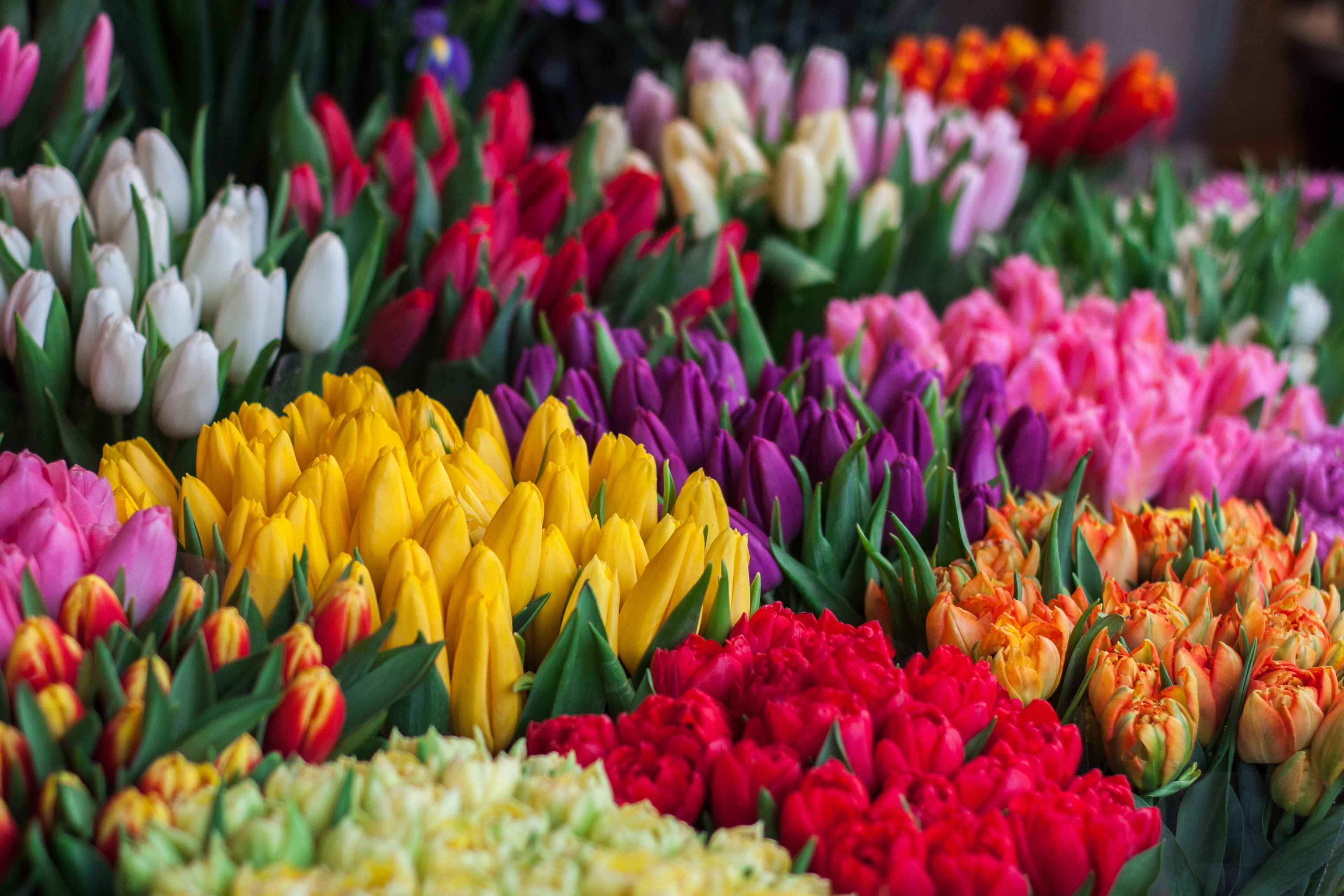 Wallpaper / colorful tulip bouquets at flower stall in spring strysky i rynok, tulips 4k wallpaper free download