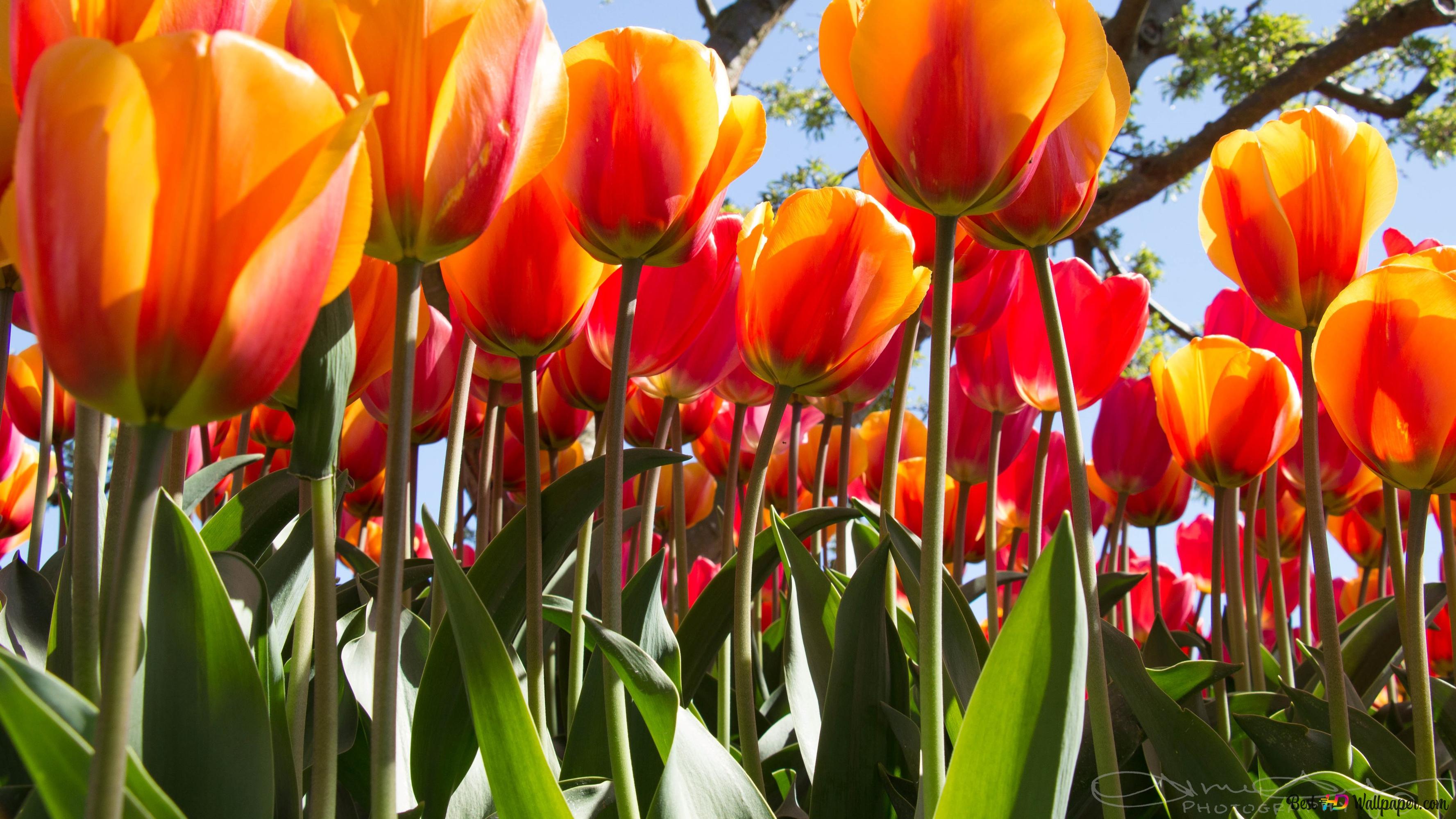 Orange tulip 4K wallpaper download