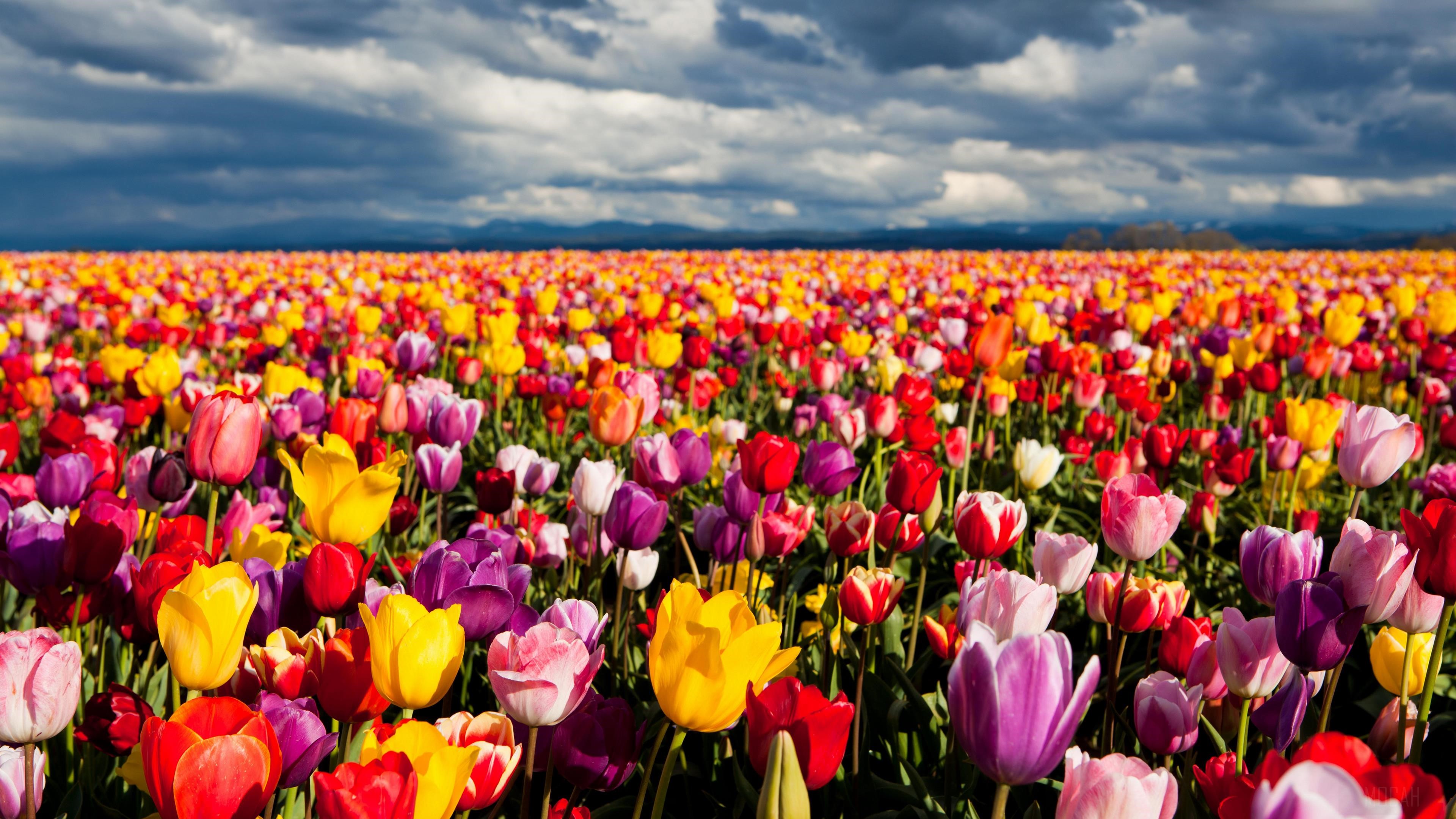 Colorful, Field, Flower, Landscape, Nature, Tulip 4k Gallery HD Wallpaper