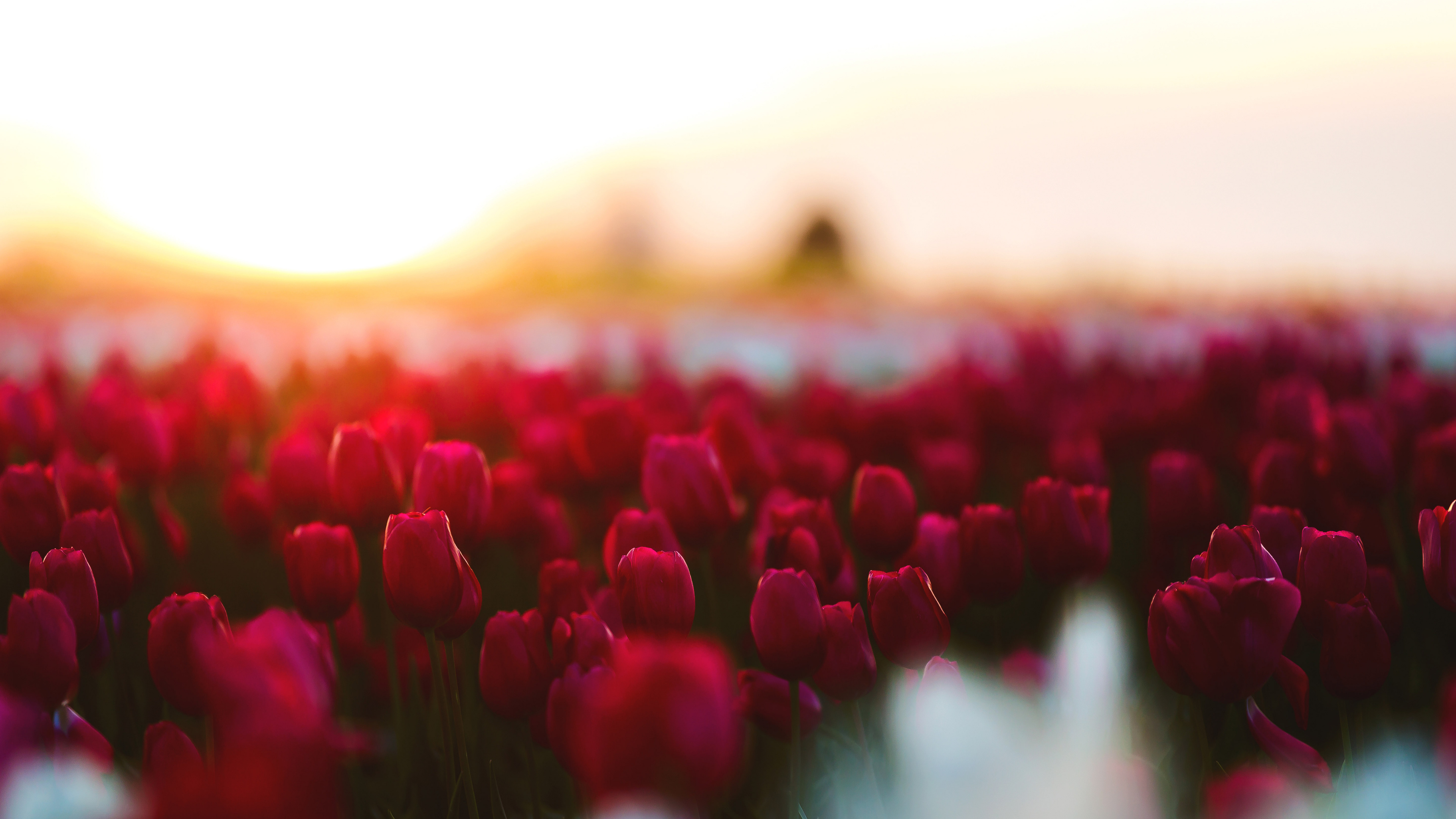 Tulip 4K Ultra HD Wallpaper, HD Tulip 3840x2160 Background, Free Image Download