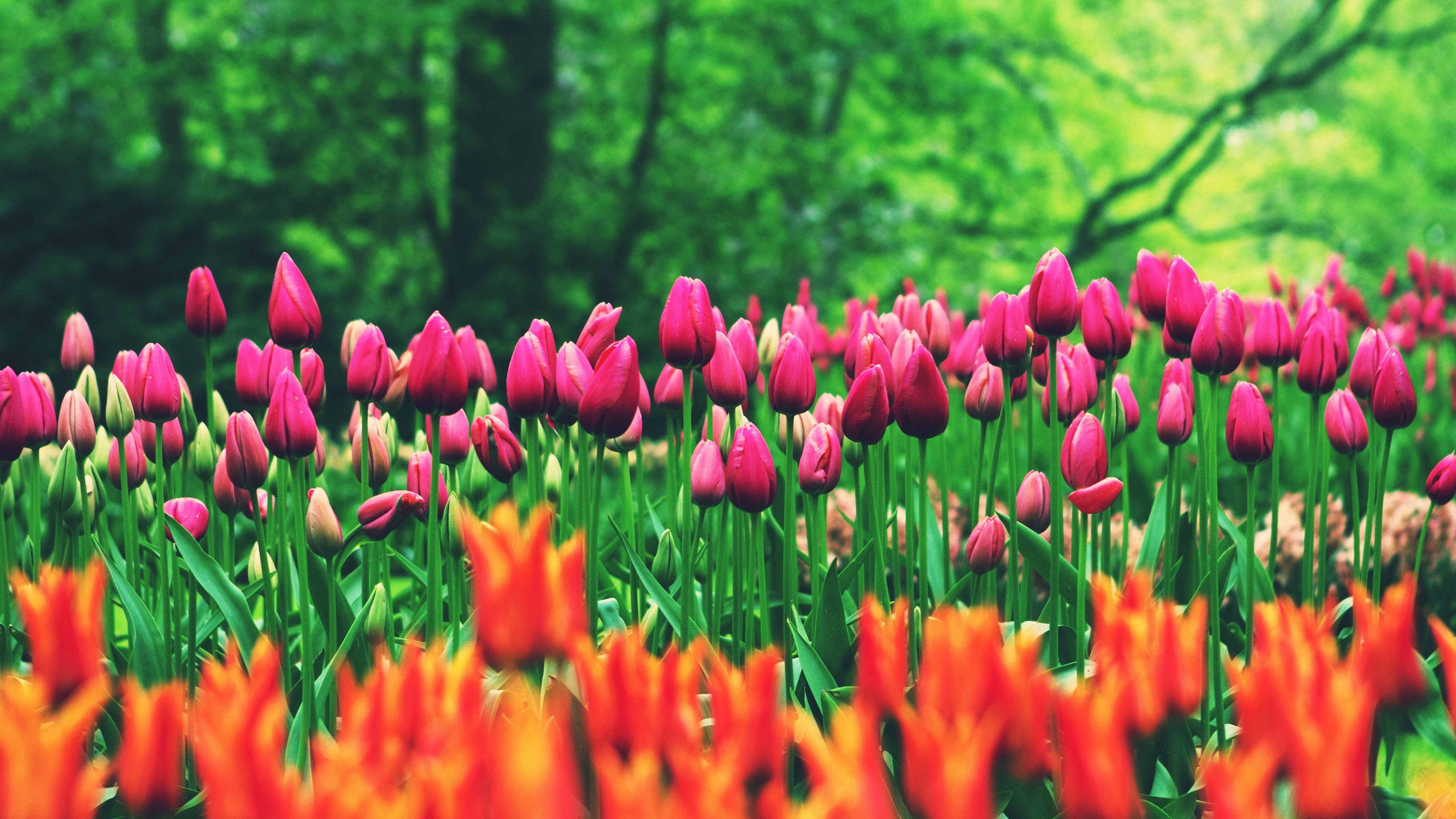 Flower Field Tulips 8K Wallpaper