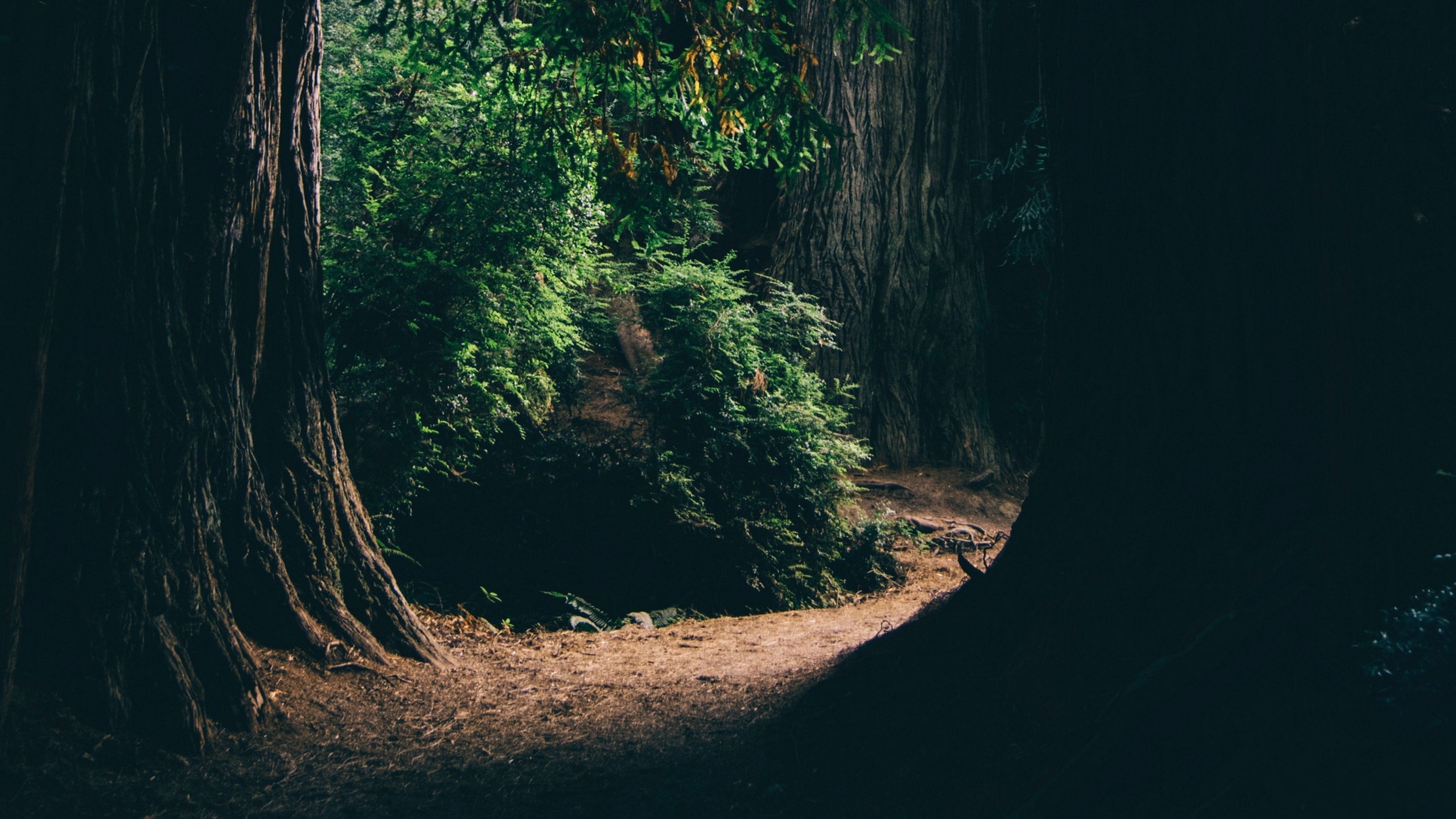 Dark Forest. [3840x2160] : r/wallpapers