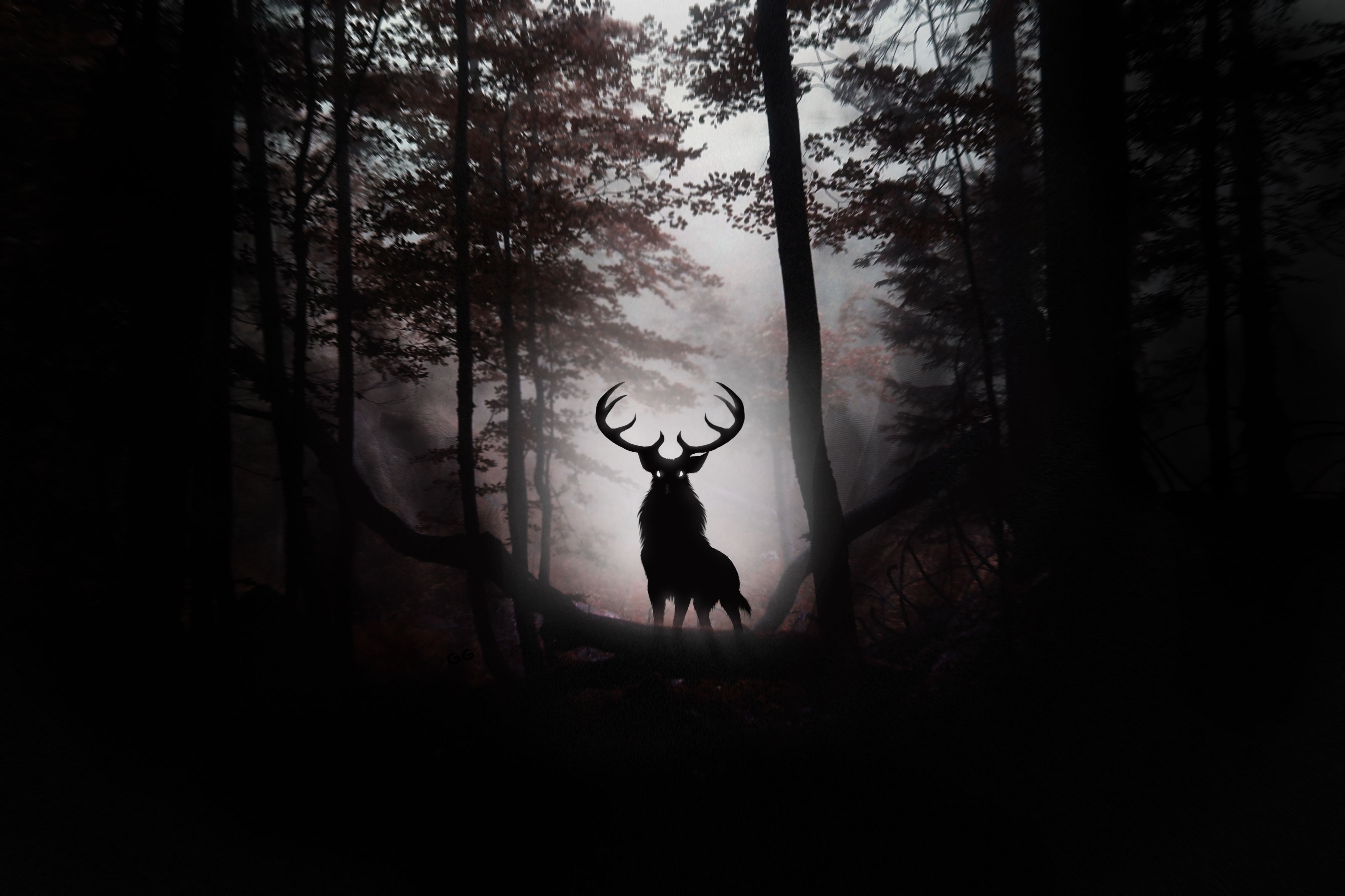 Dark Forest Background HD High Quality