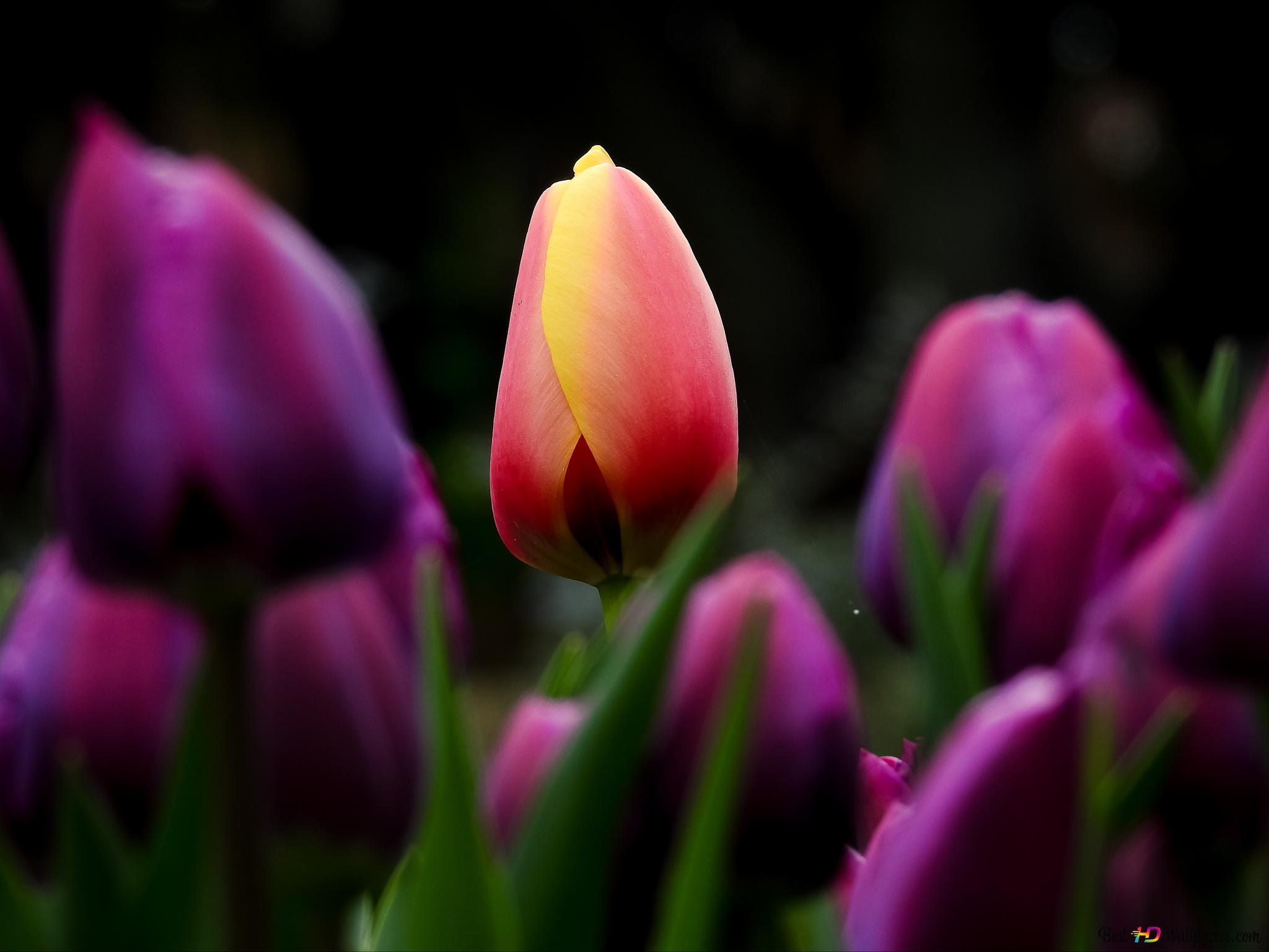 Astonishing view of tulips 4K wallpaper download