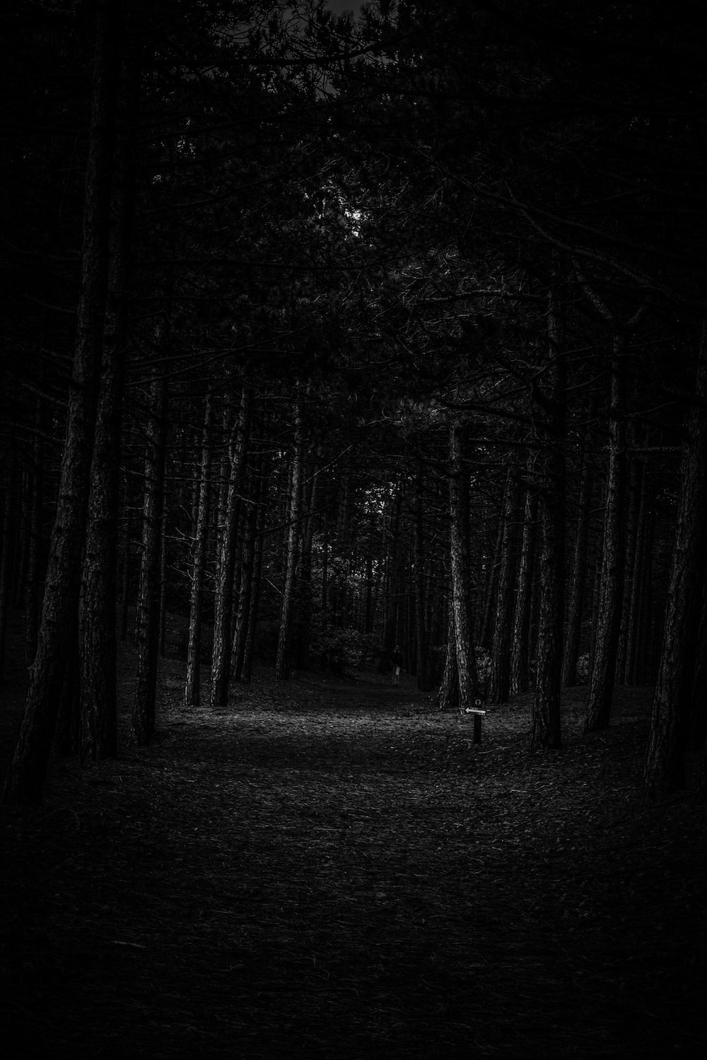 Dark Forest Picture [HD]. Download Free Image