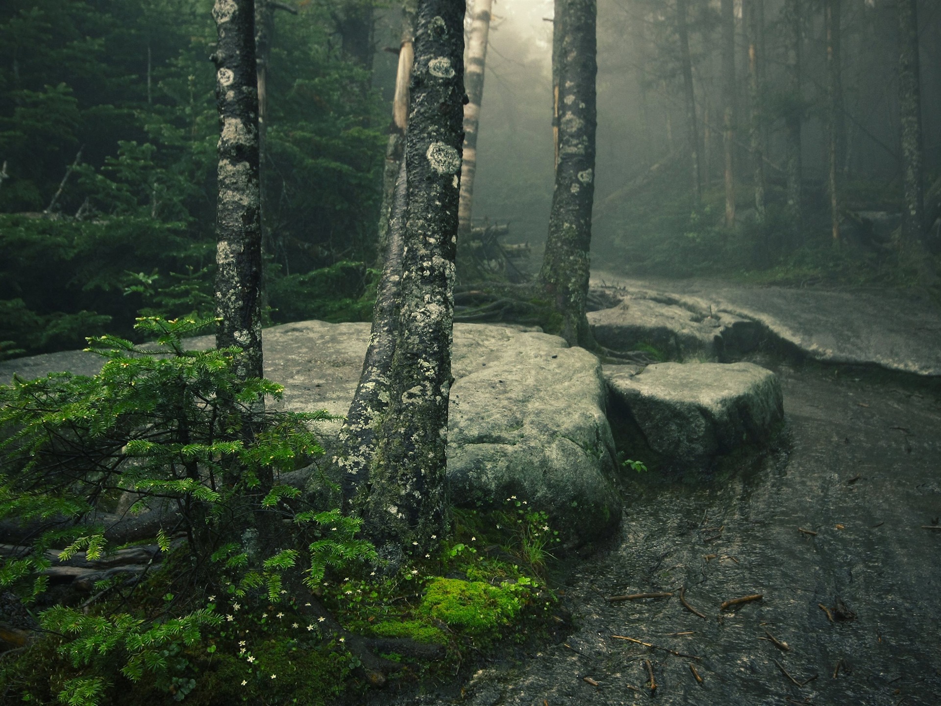 Dark Forest 2016 High Quality HD Wallpaper