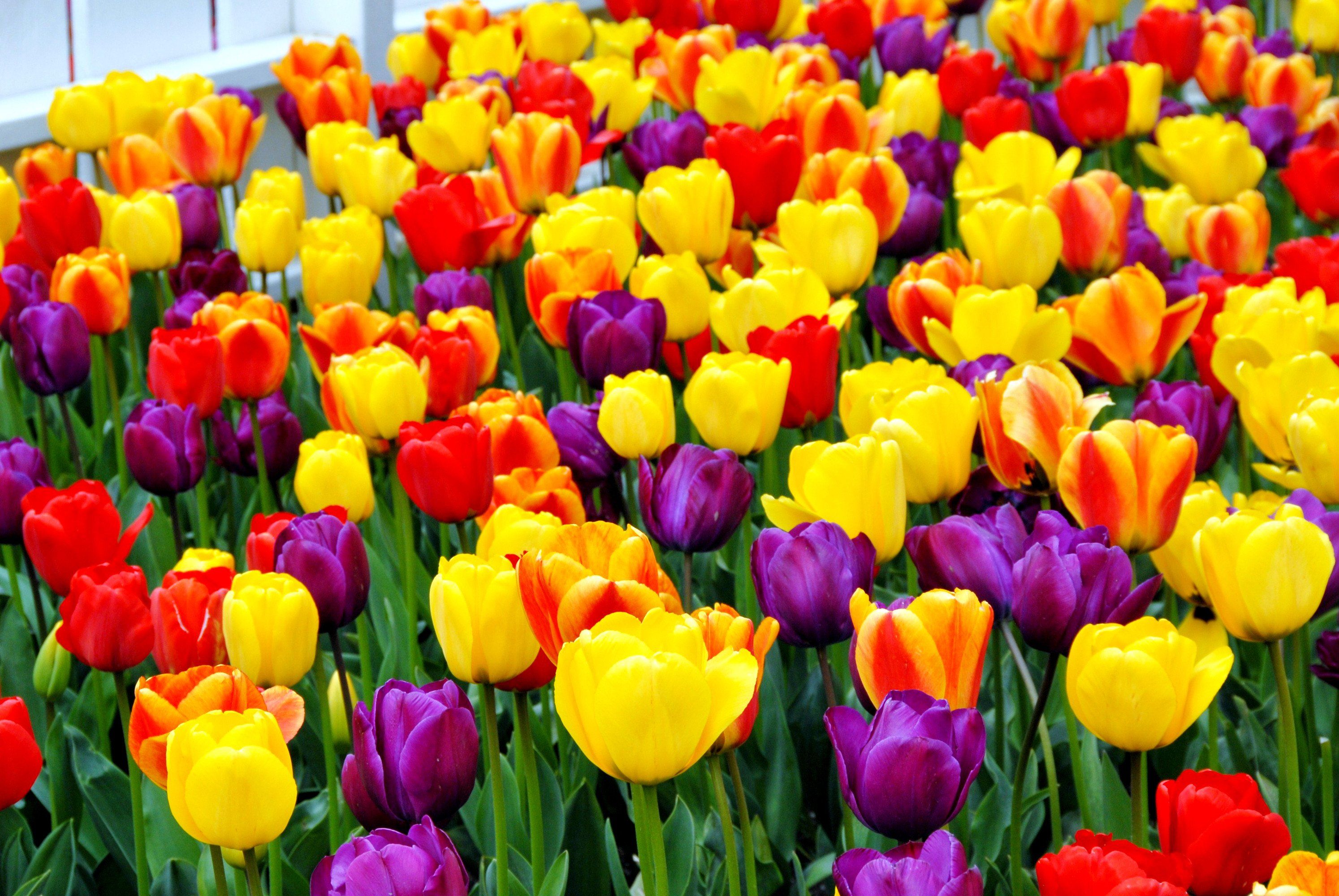 Tulips 4K wallpaper for your desktop or mobile screen free and easy to download