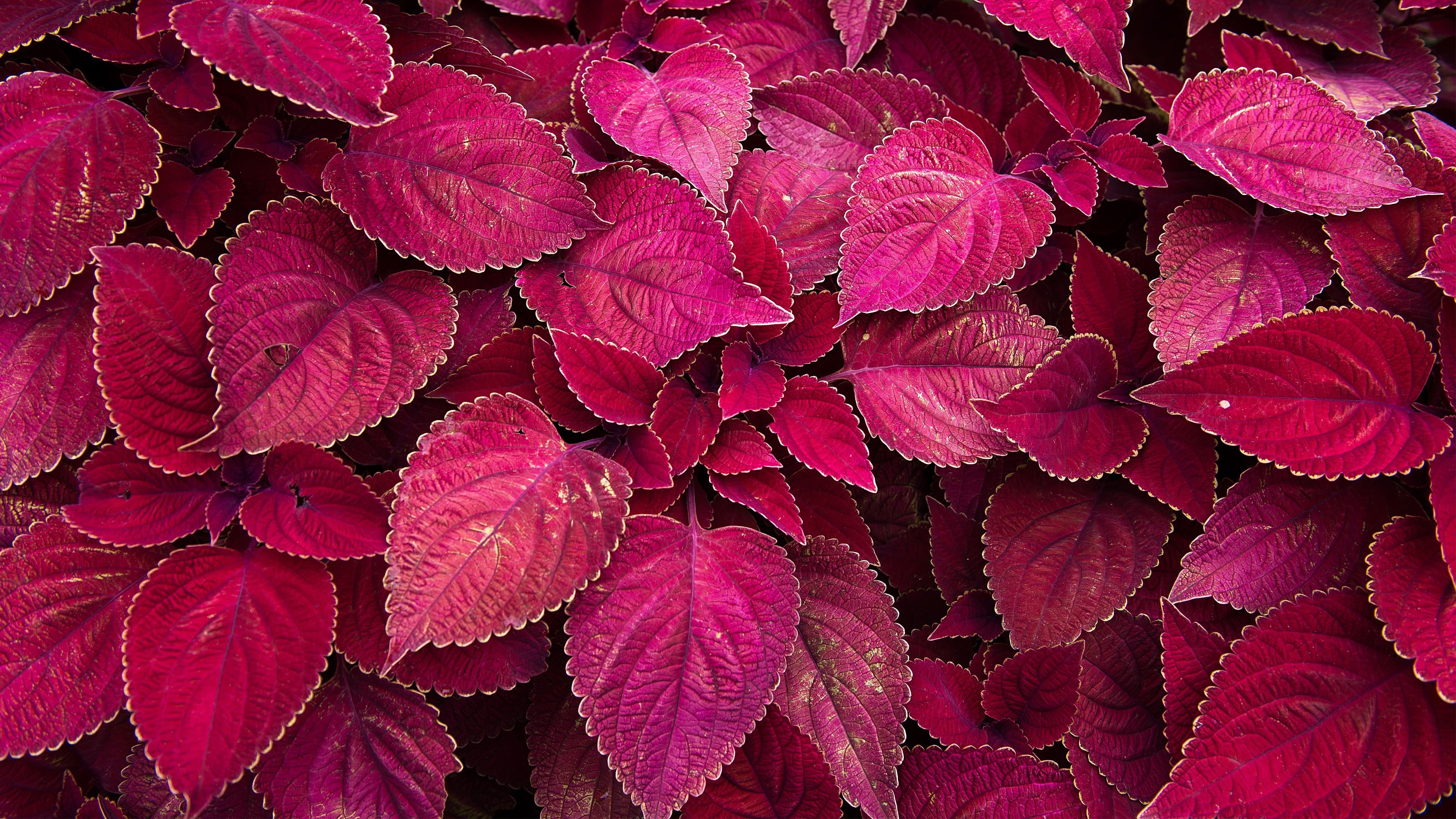Perilla Leaves Maroon UHD 4K Wallpaper