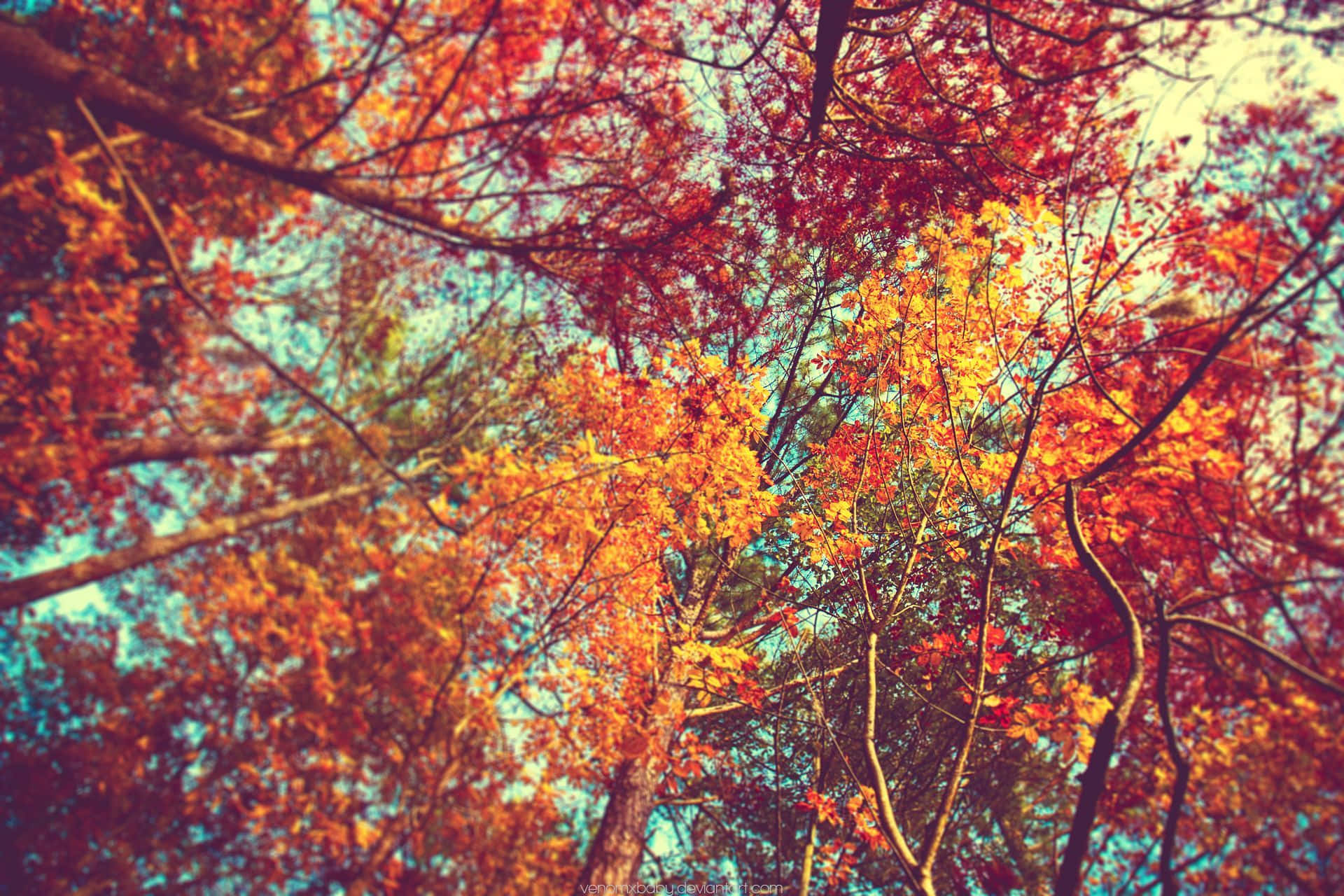 Download Fall Aesthetic Macbook Warm Trees Wallpaper