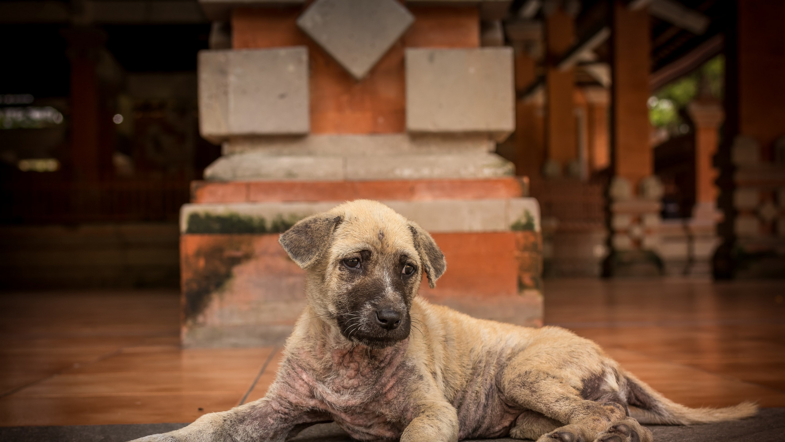 Wallpaper / cute puppy balinese dog 4k wallpaper free download