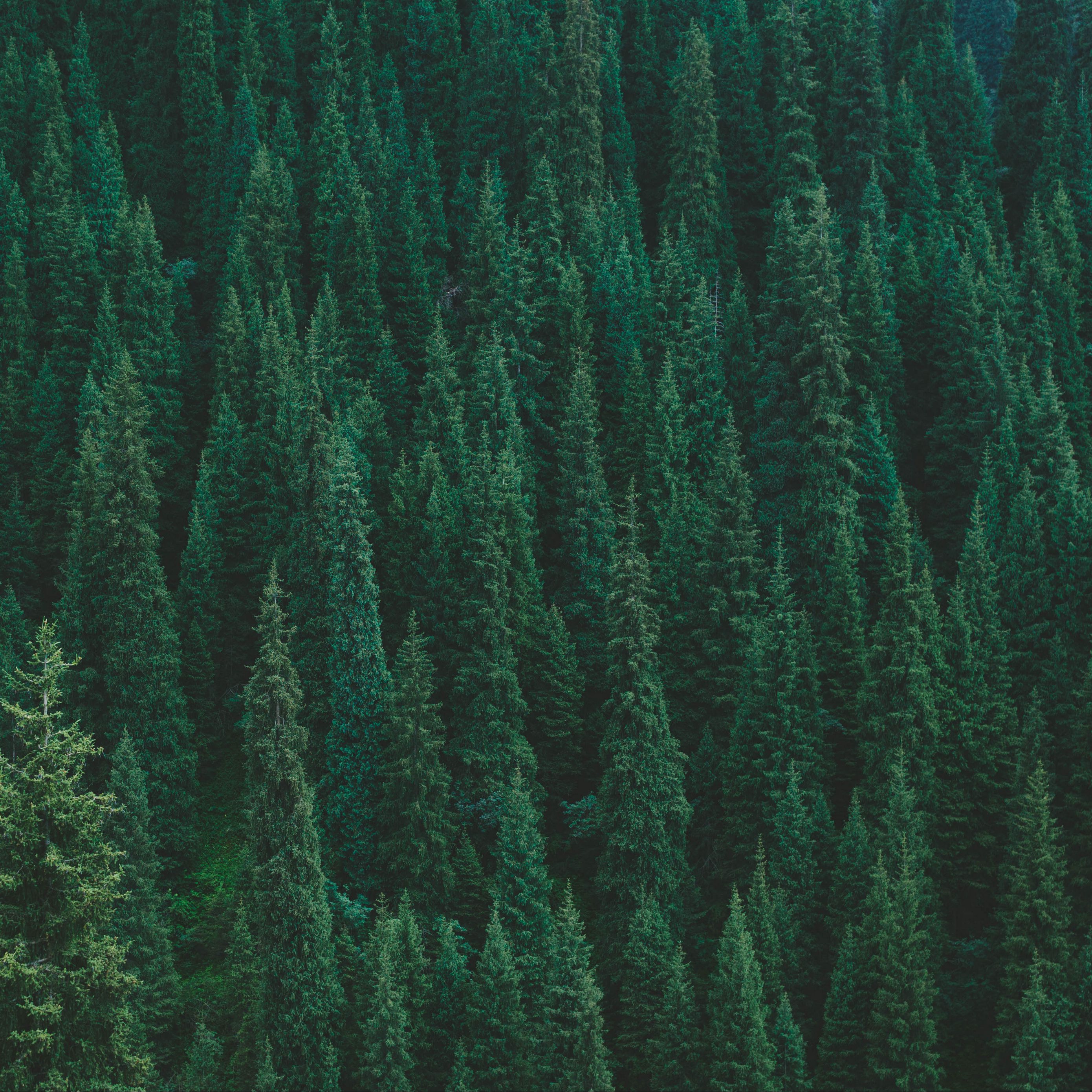 Download wallpaper 2780x2780 trees, forest, green, top view ipad air, ipad air 2, ipad 3, ipad 4, ipad mini 2, ipad mini 3, ipad mini 4, ipad pro 9.7 for parallax HD background
