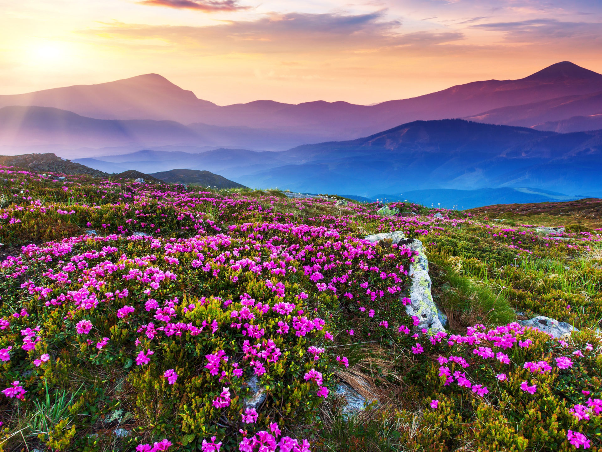 Nature Landscape Beautiful Mountain Flowers And Purple Colored Rocks Green Grass Sun Rays Desktop Wallpaper HD, Wallpaper13.com