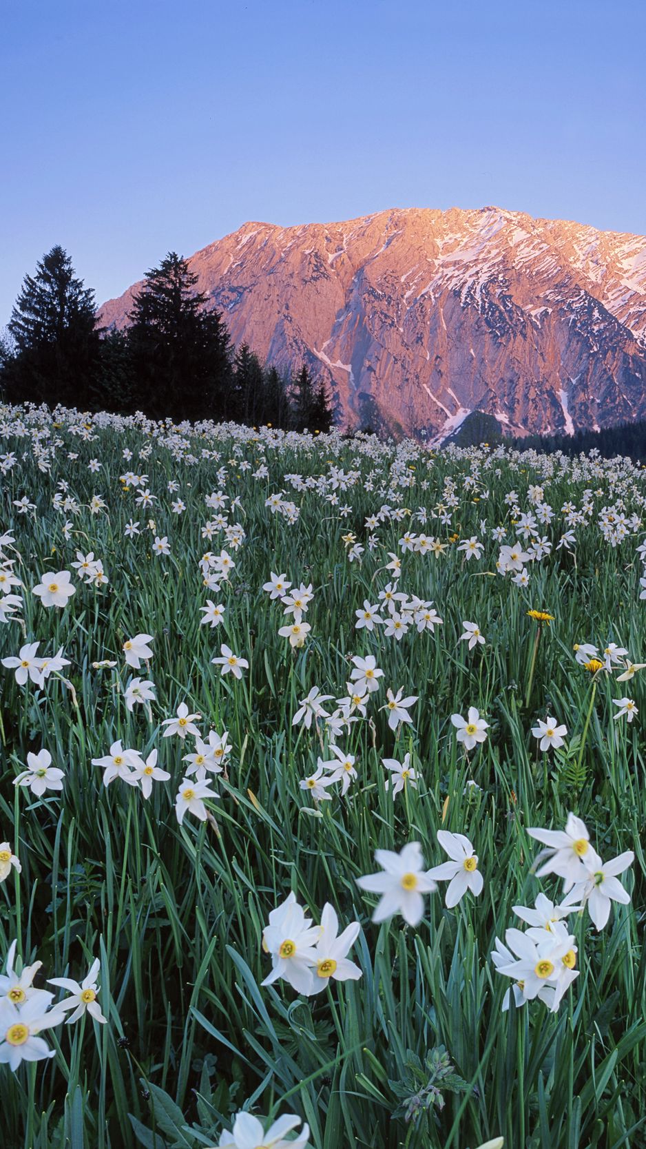Download Wallpaper 938x1668 Austria, Meadow, Field, Flowers, Sky, Mountains Iphone 8 7 6s 6 For Parallax HD Background