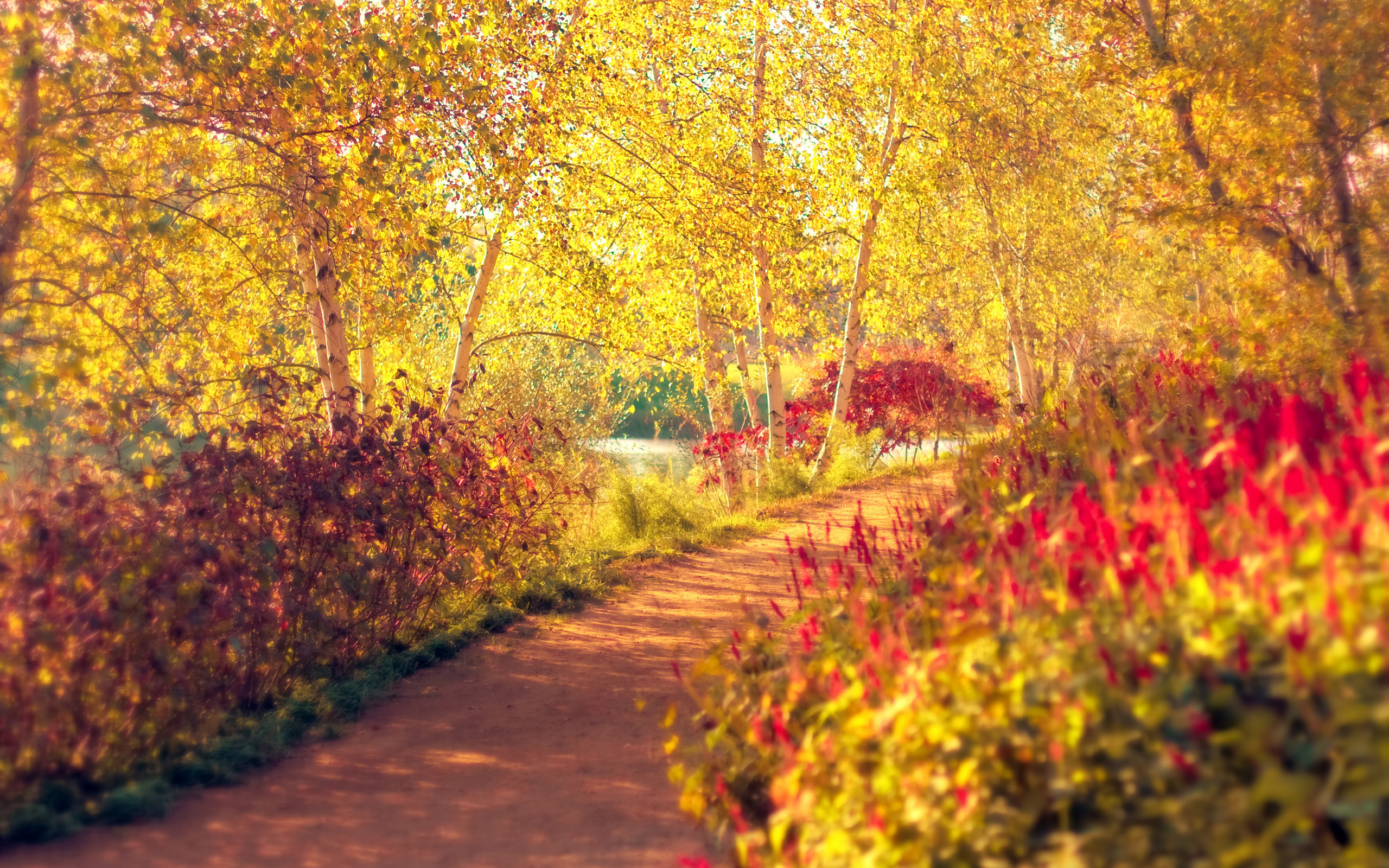 Photography Fall HD Wallpaper