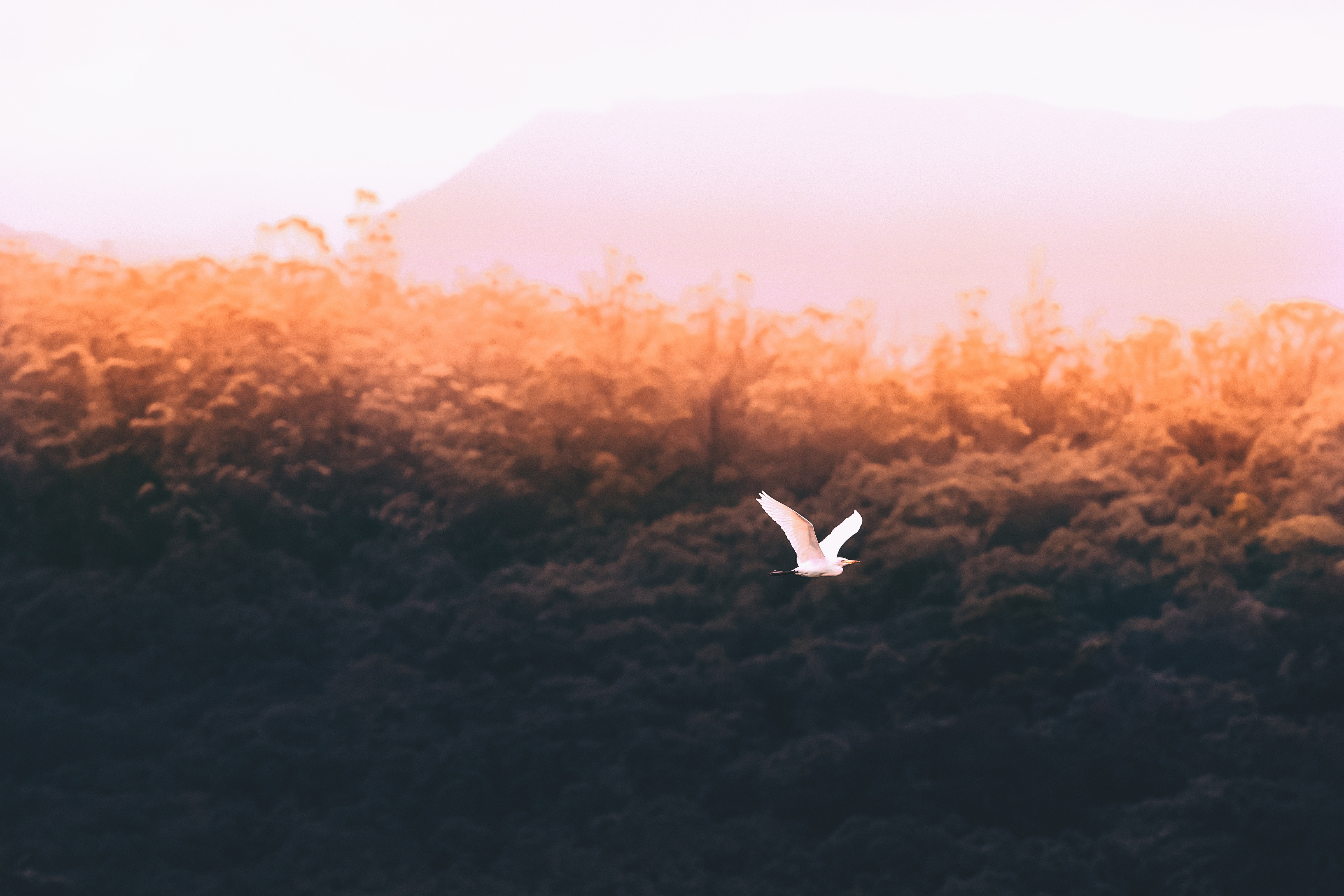 4800x3200 moody, white, forest, sky, wallpaper, 4k, sunlight, macro, landscape, hd, vsco, fly, hdwallpaper, glow, fade, light, shadow, instagram.mood, faded, Free image, bird Gallery HD Wallpaper