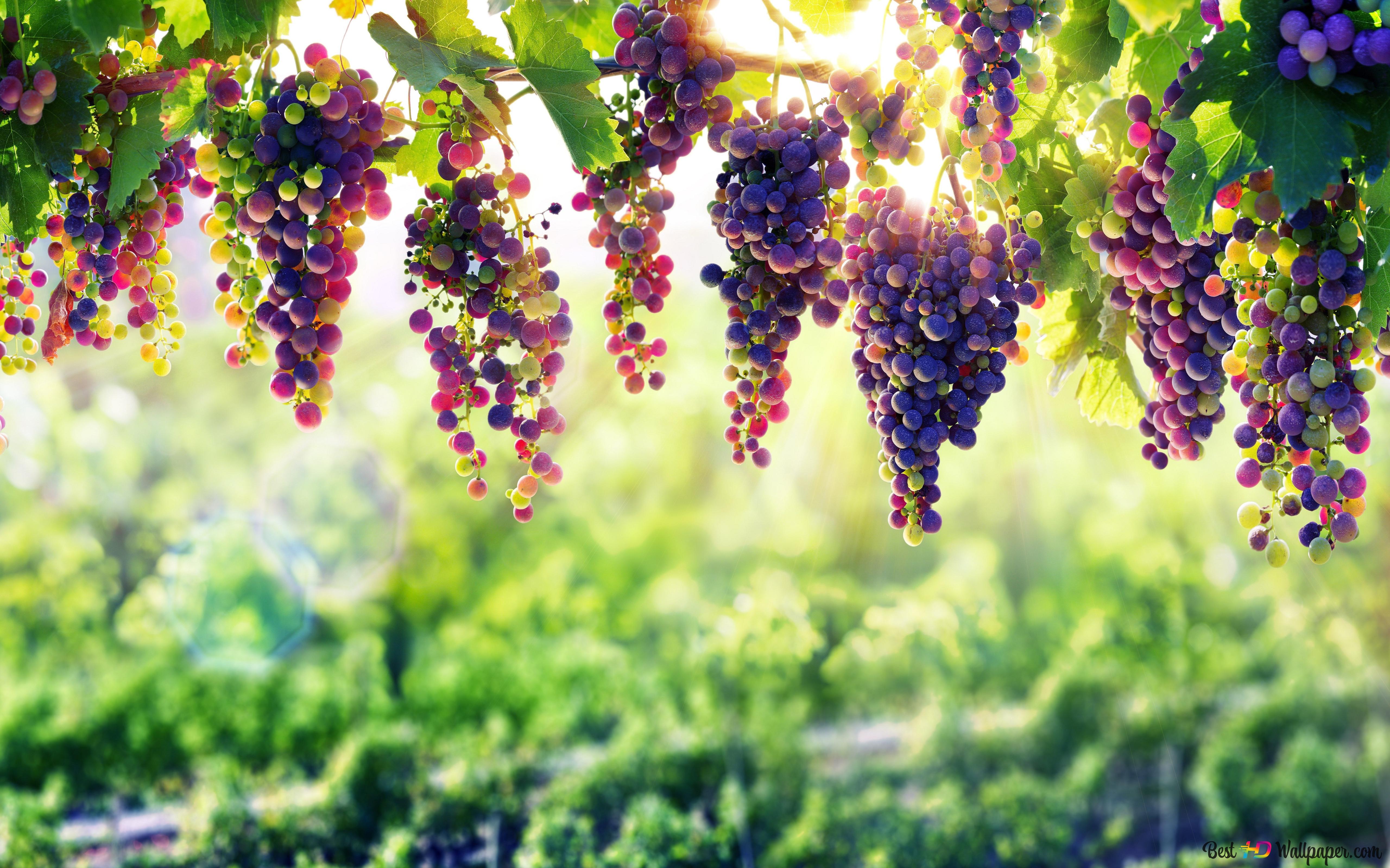 Grapes Vine 8K wallpaper download
