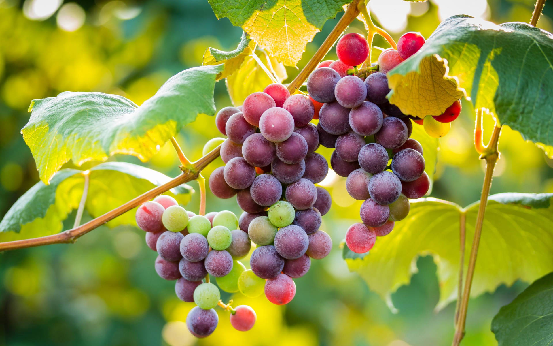 Grapes Wallpaper