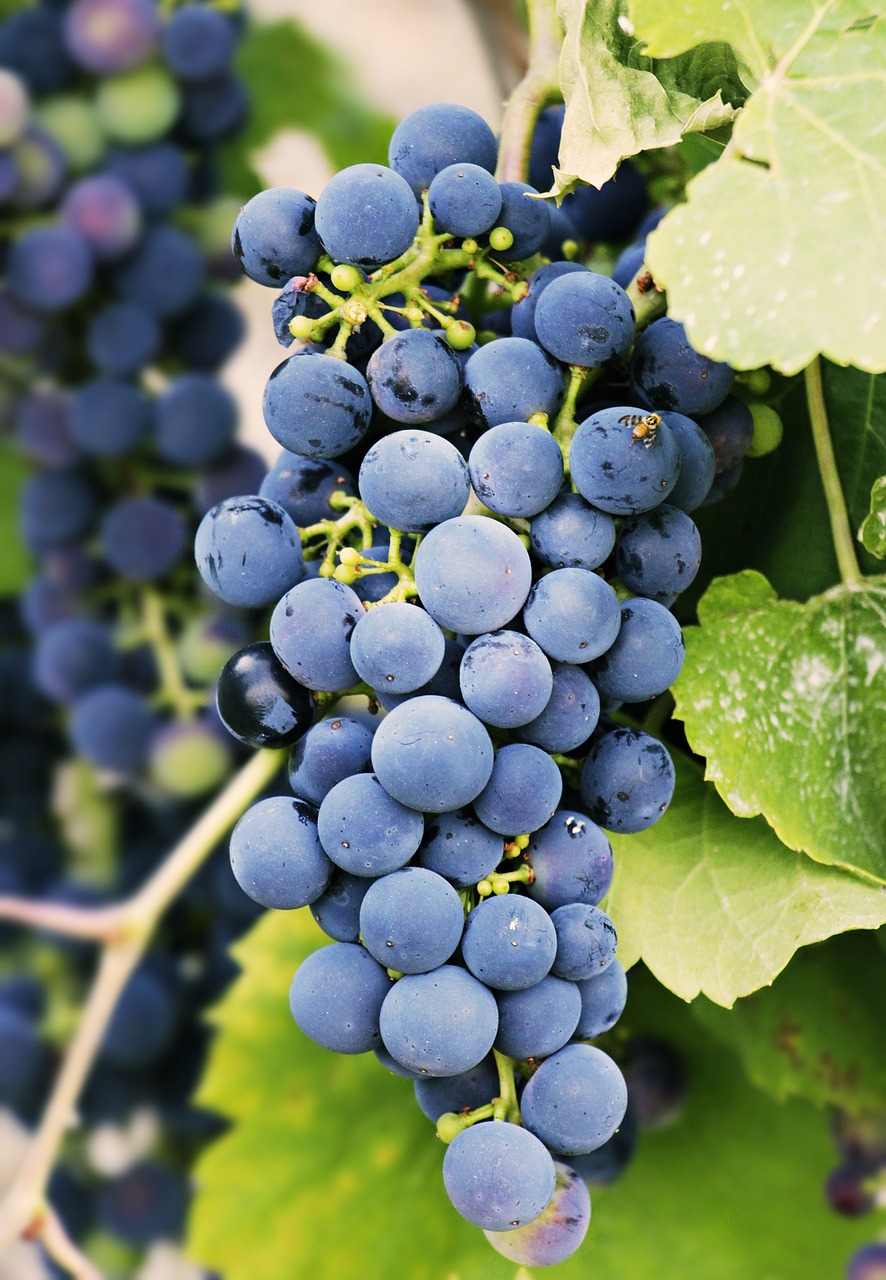 Free Grapevine & Vineyard Image
