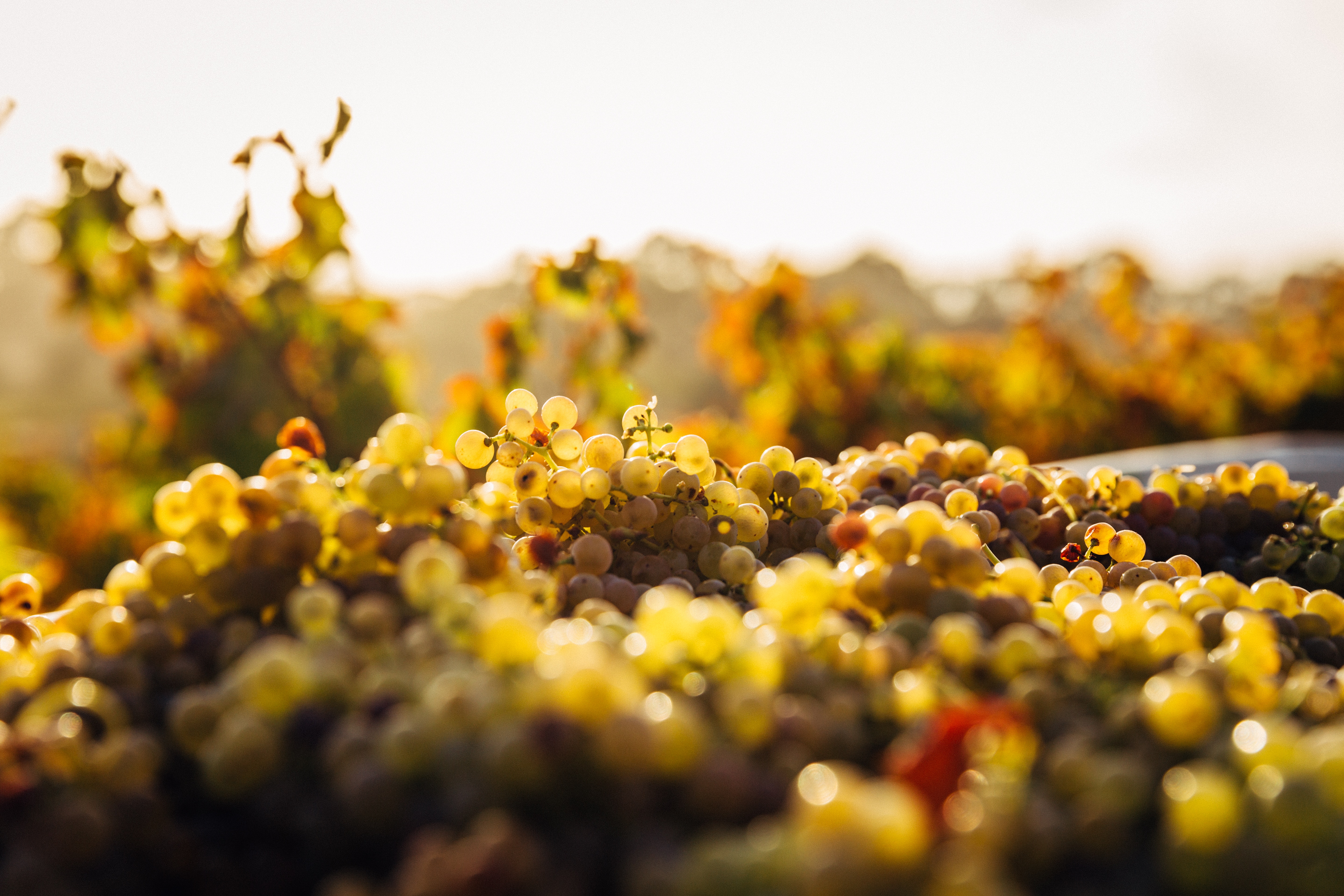 5760x3840 grape, vineyard, vine, shiny, wine, grapevine, Free , leaf, gold, green, bucket, sun, healthy, yellow, focu, bokeh, sunshine, flower, blur, fruit, food Gallery HD Wallpaper