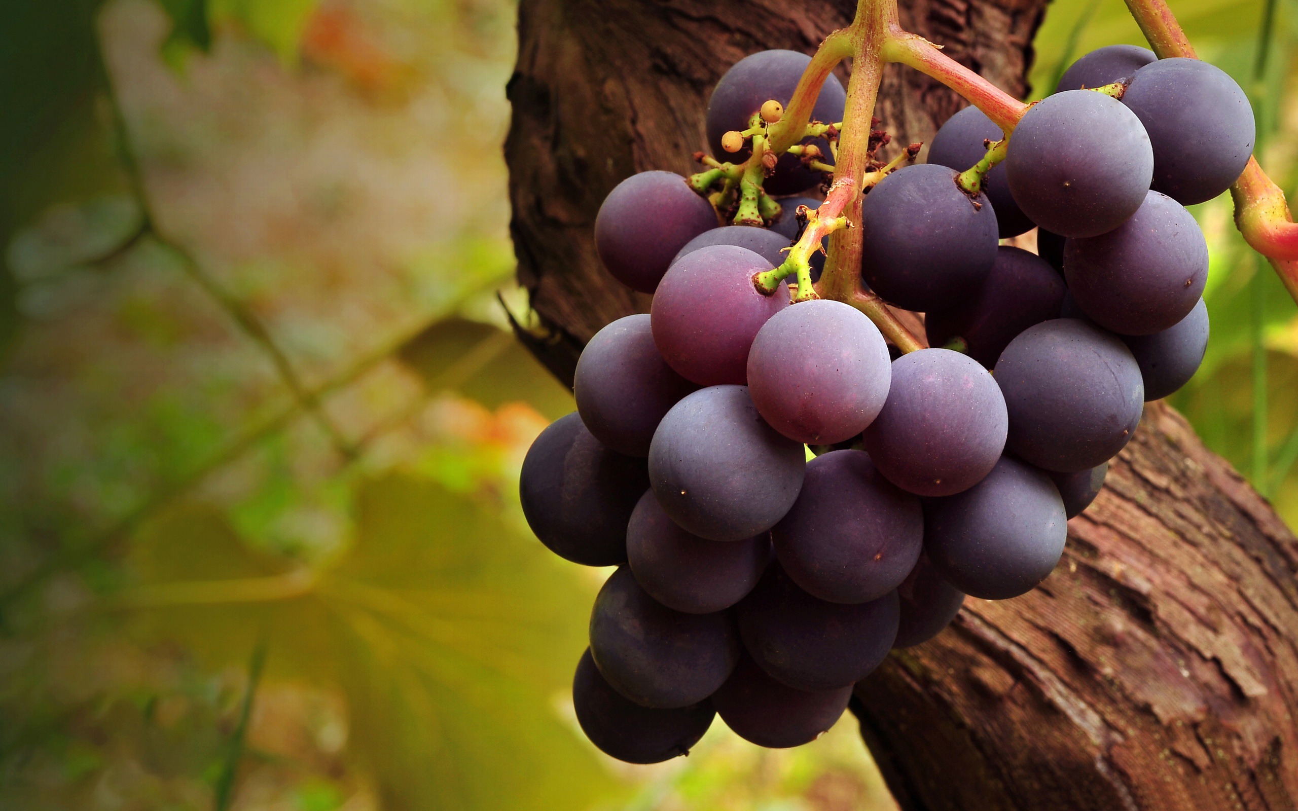 Purple Grape Vine Fruit Food Wallpaper