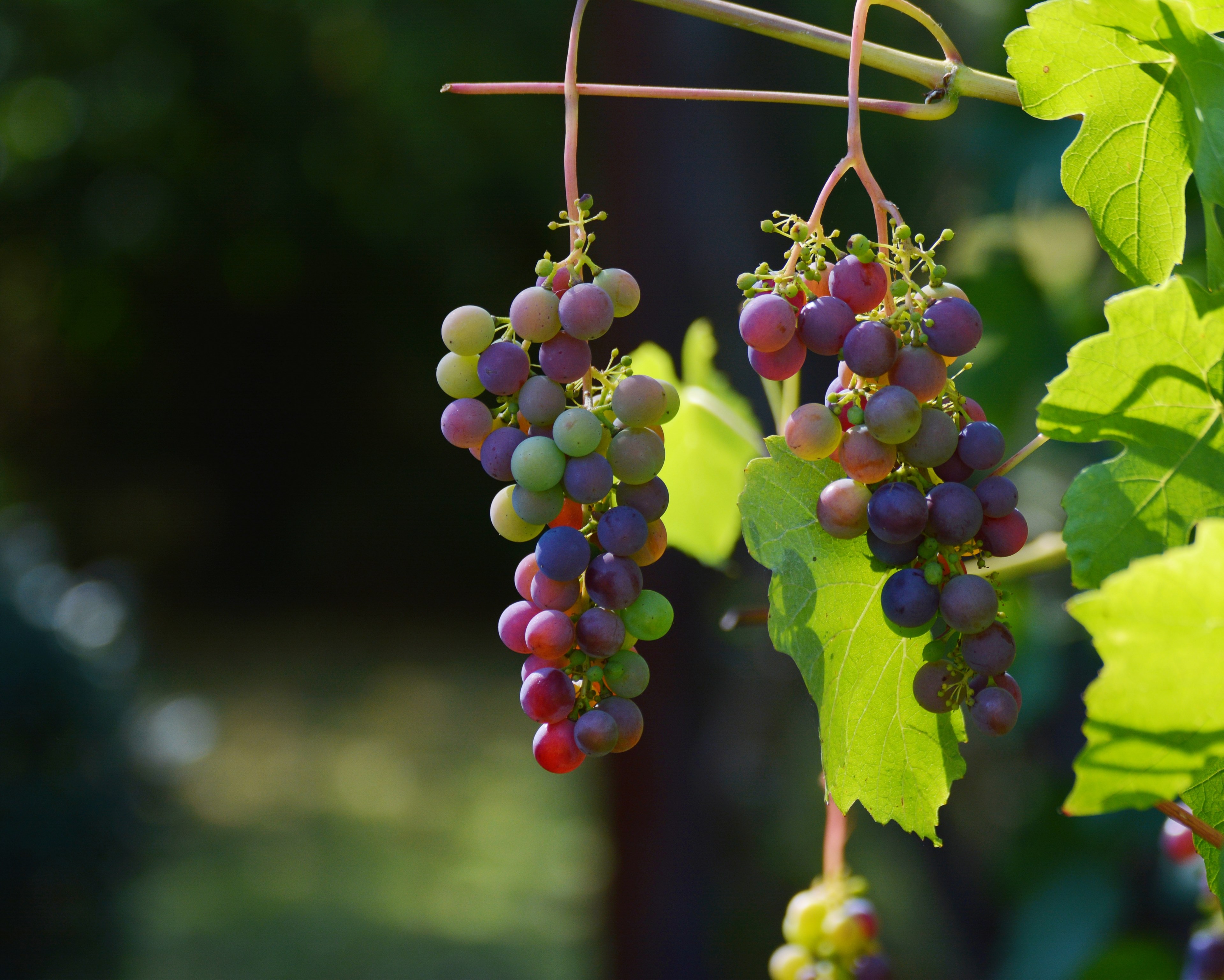 Wallpaper / grapes vine red grapes wine winegrowing grapevine 4k wallpaper free download