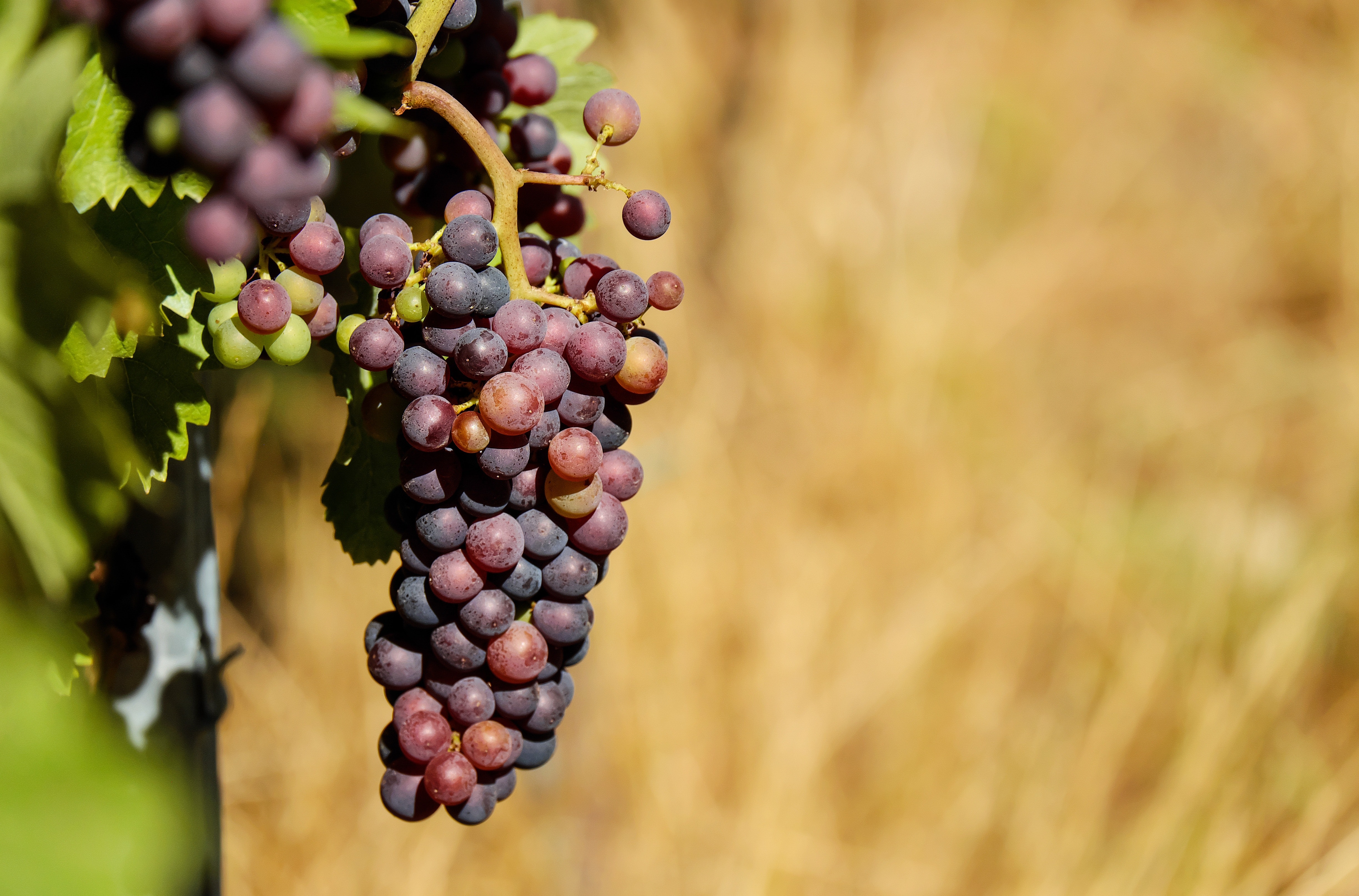 Grape Vine Photo, Download The BEST Free Grape Vine & HD Image