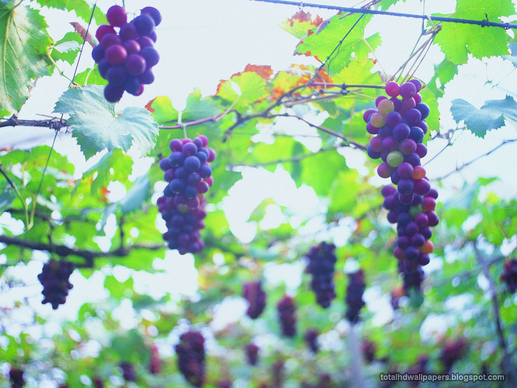Free download Beautiful Wallpaper For Desktop Grape wallpaper HD [1024x768] for your Desktop, Mobile & Tablet. Explore Wallpaper Grape Vines. Vineyard Vines Wallpaper, Vineyard Vines iPhone Wallpaper, Grape Wallpaper Border