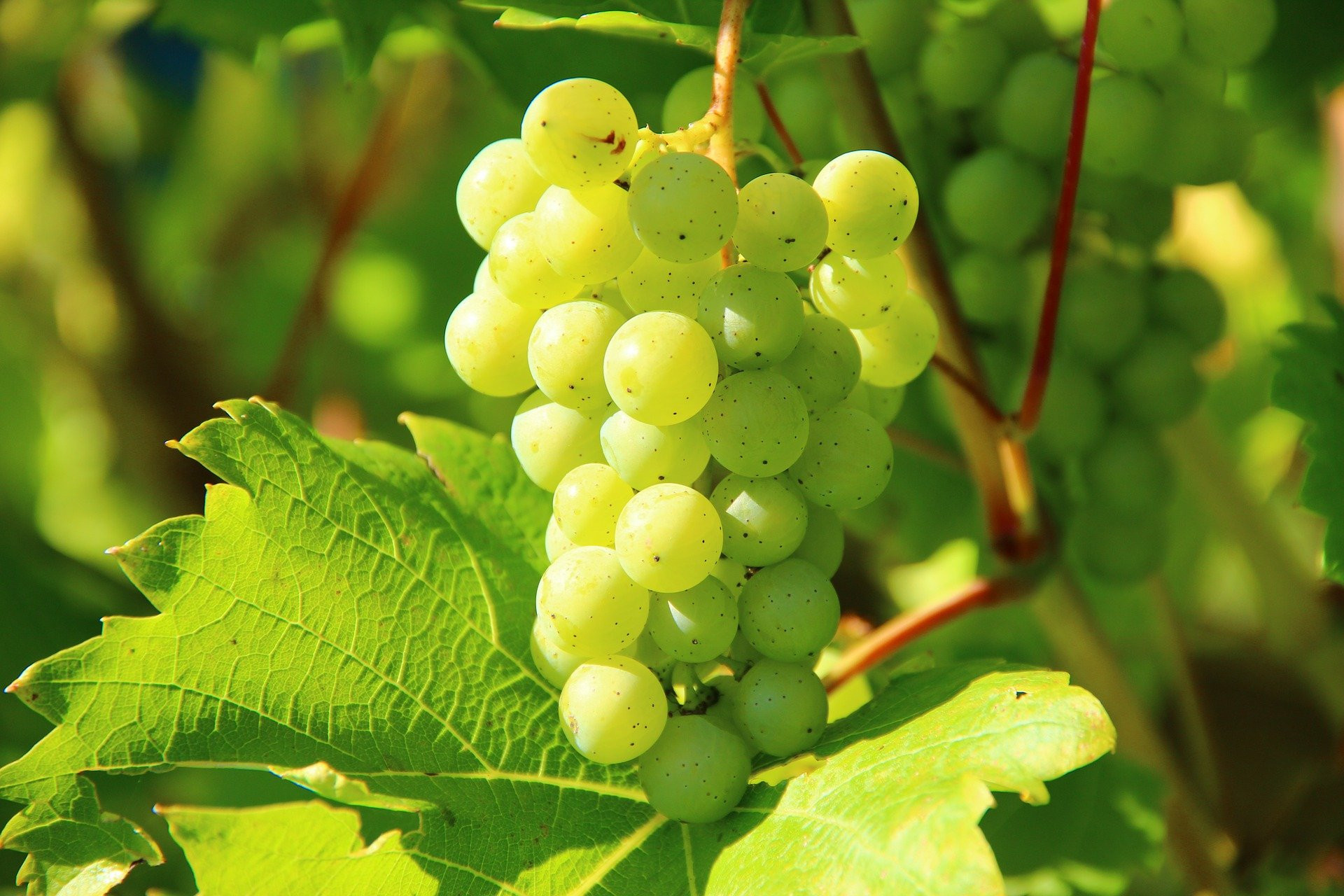 Grape vine Wallpaper Download