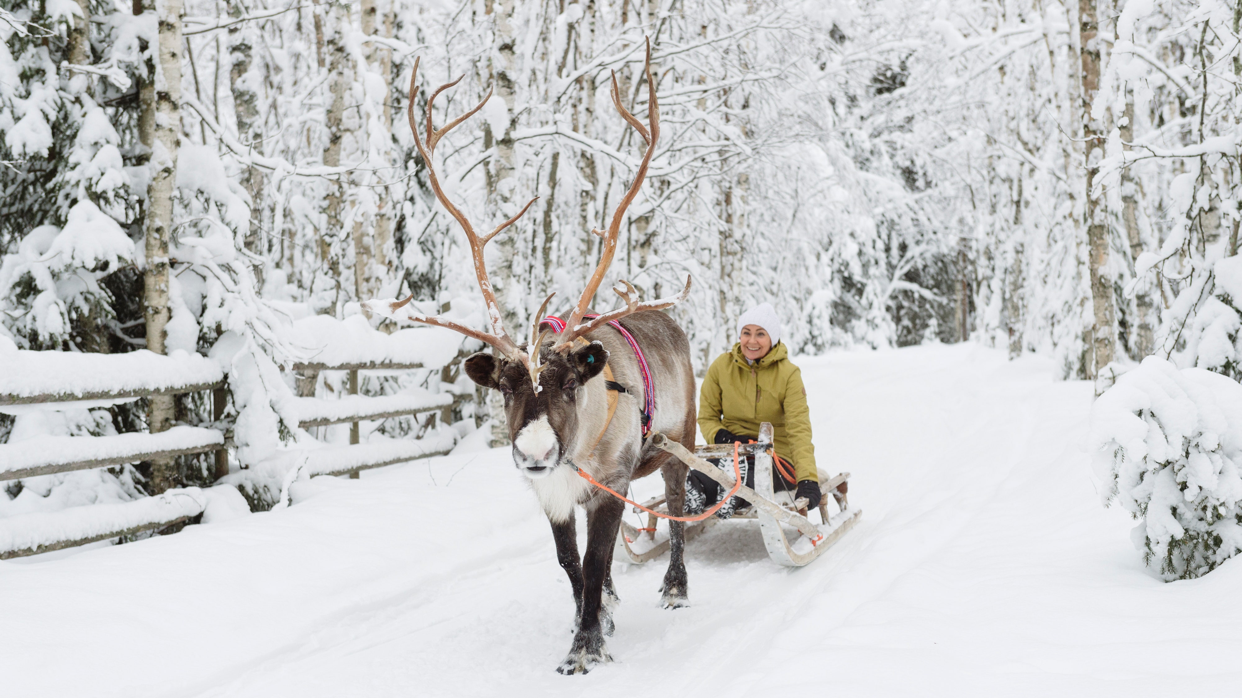 A 'Frozen'-Inspired Family Vacation With Reindeer, Saunas, and Northern Lights. Condé Nast Traveler