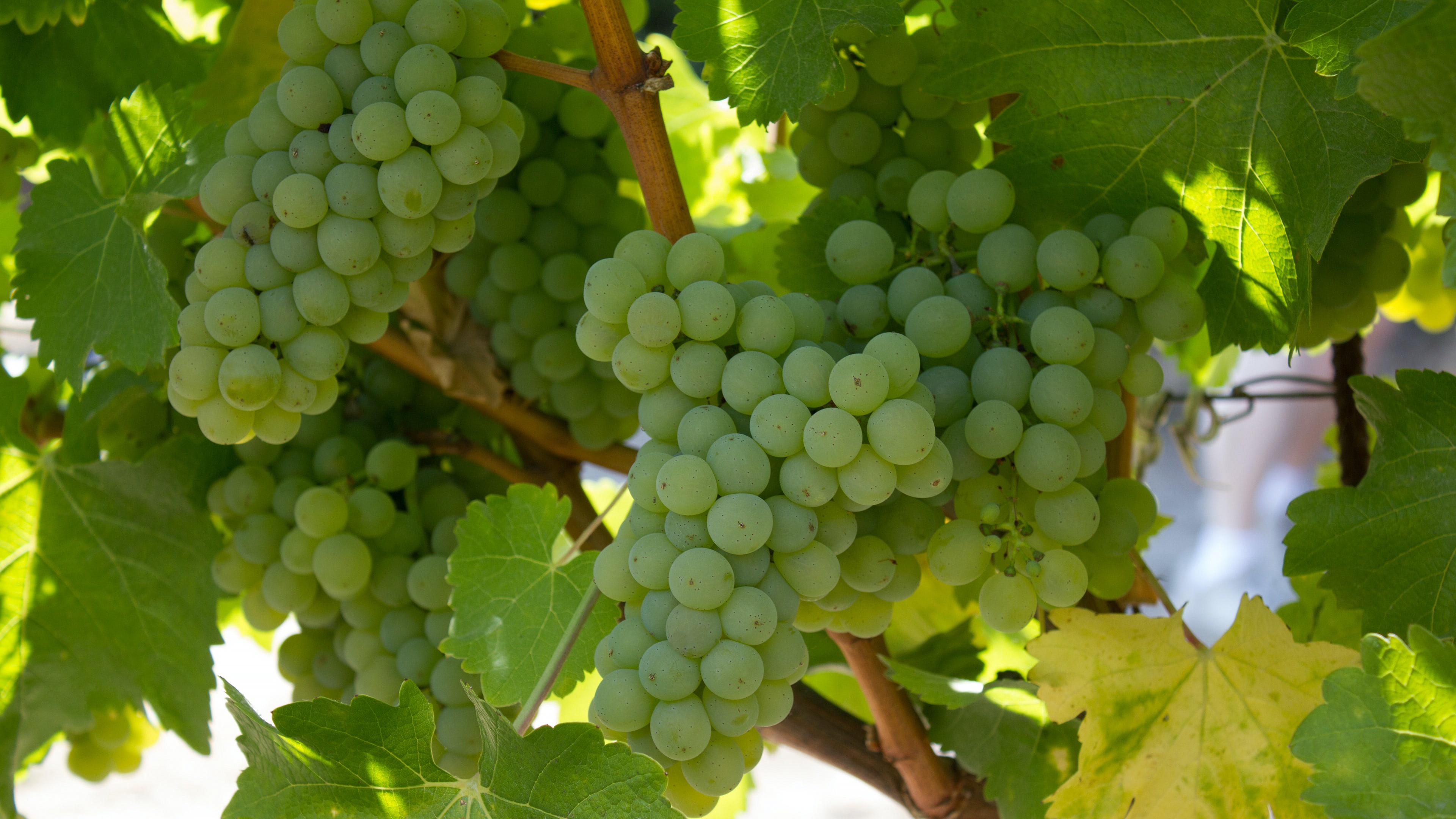 4K Vine Wallpaper and Background Image