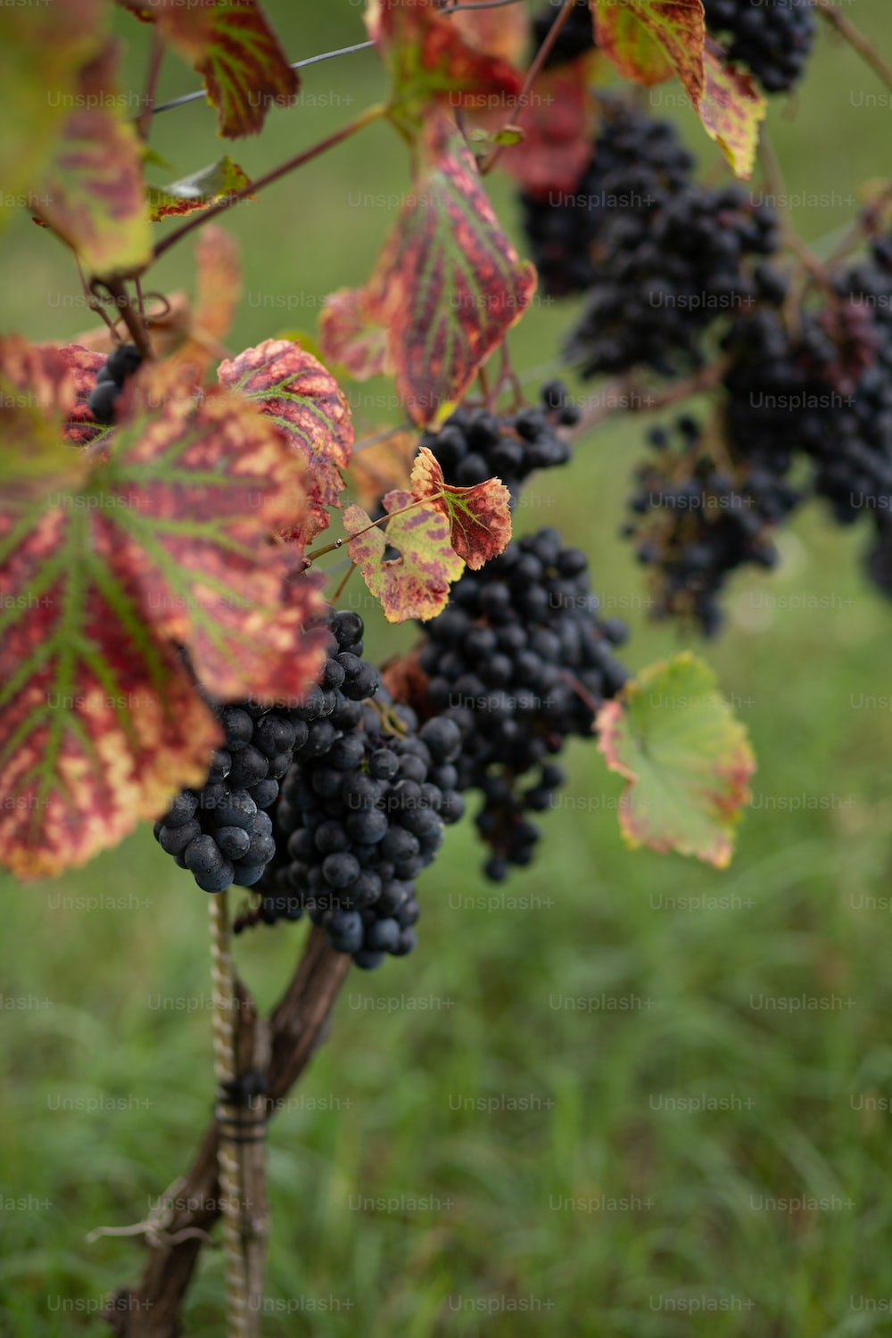 Best Grapevine Picture [HD]. Download Free Image