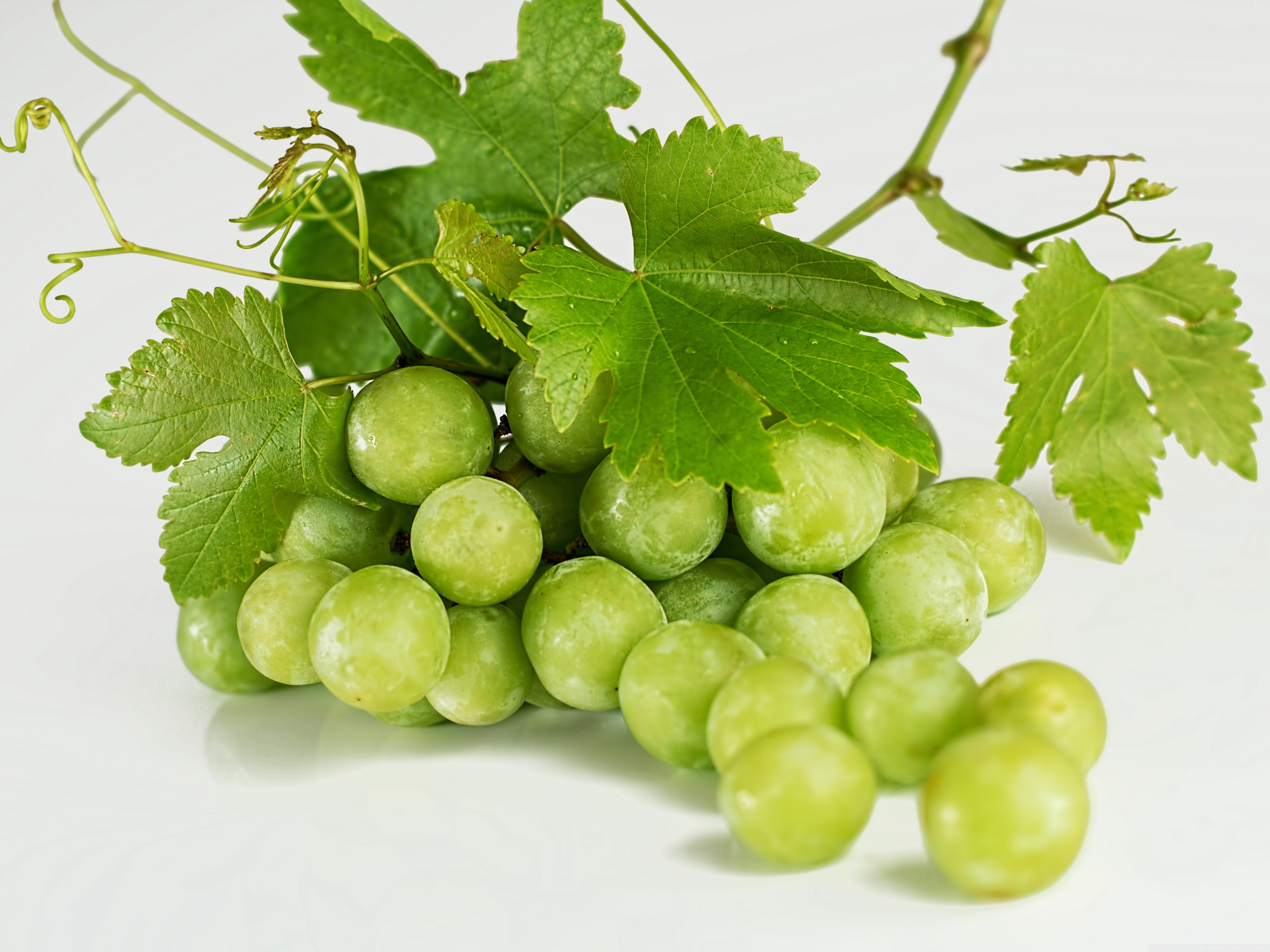 Grape Vine Ultra HD Desktop Background Wallpaper for 4K UHD TV, Widescreen & UltraWide Desktop & Laptop, Tablet