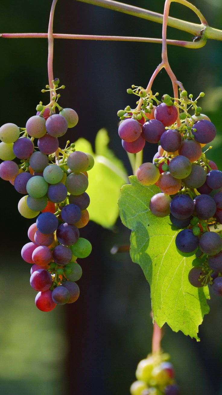 Grapes Vines Berries #iPhone #plus #wallpaper. Grapes, Grape wallpaper, Grape vines