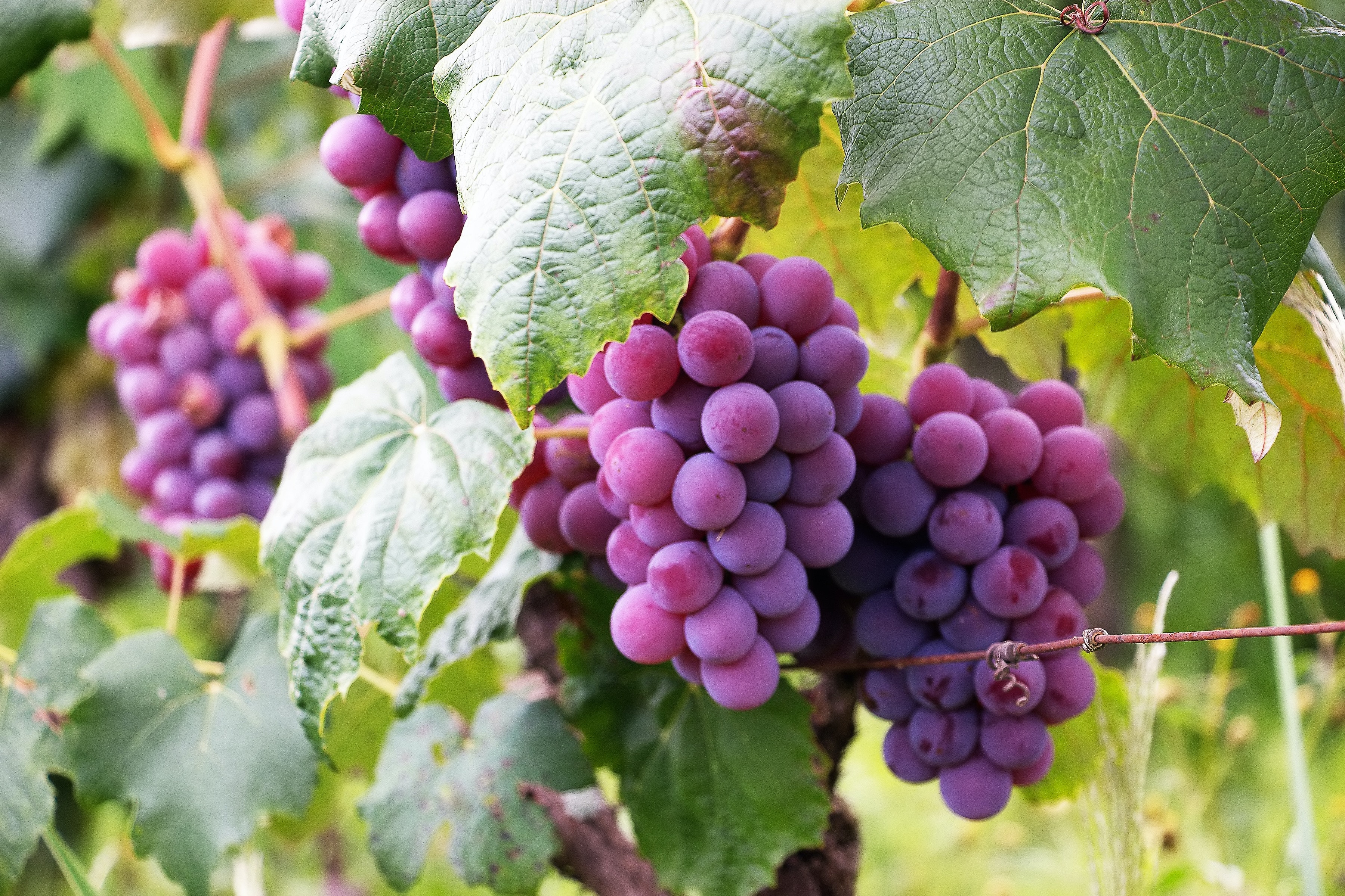 Grapevine Photo, Download The BEST Free Grapevine & HD Image