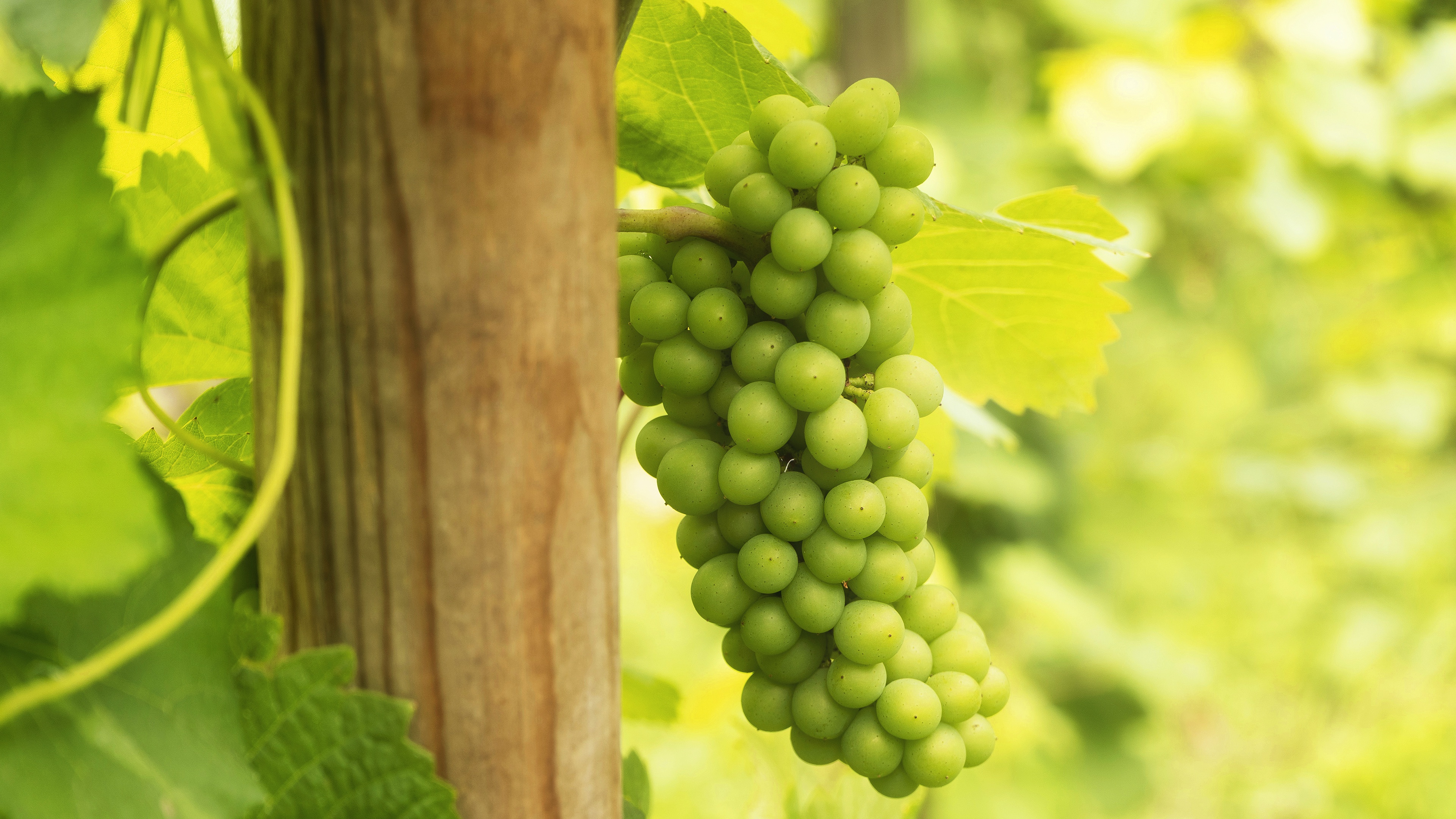 HD desktop wallpaper: Fruits, Food, Grapes, Vine, Depth Of Field download free picture