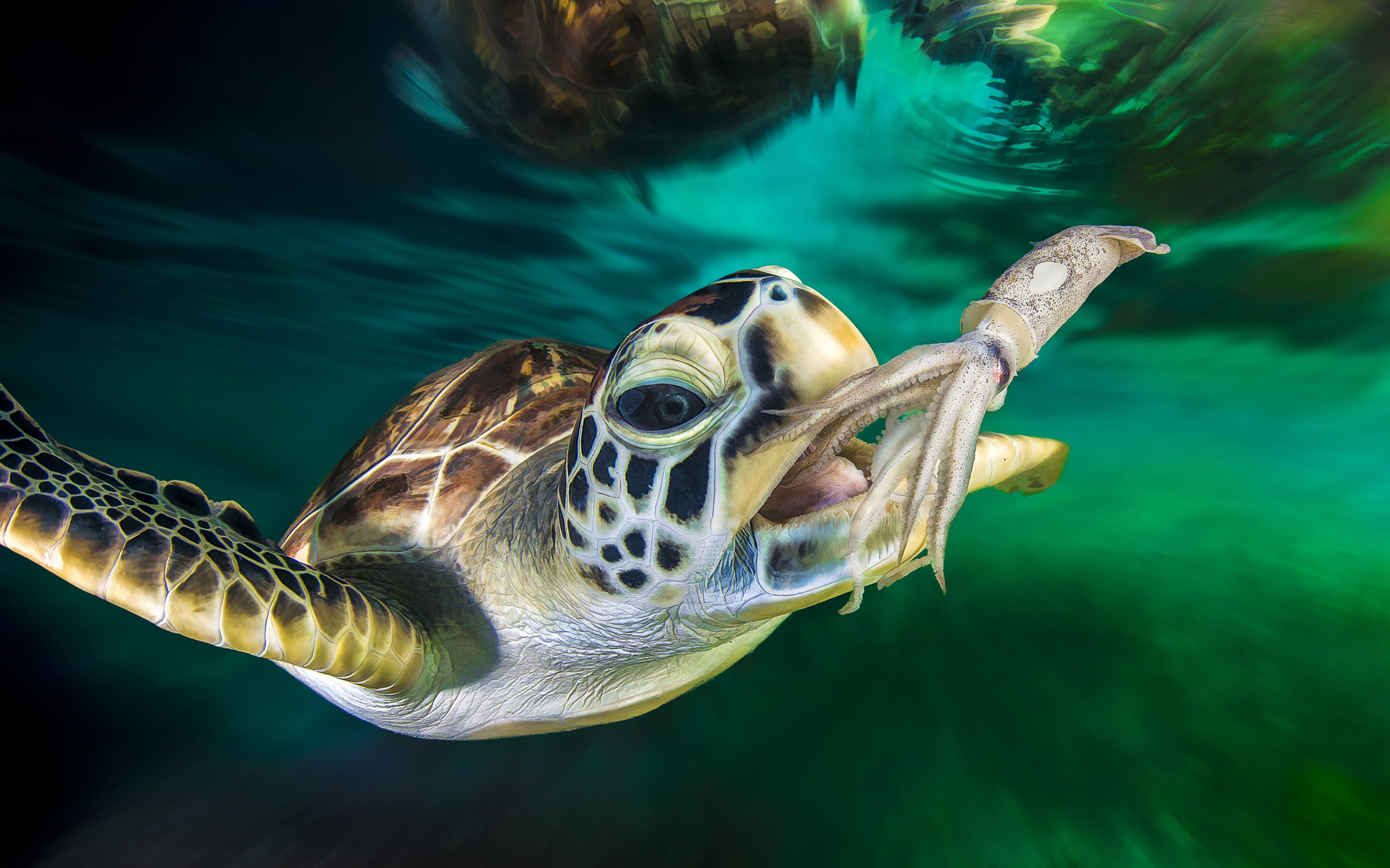 Wallpaper / One Animal, Wallpaper, Animal, Undersea, 4K, Underwater, No People, Tablet, Desktop, Animal Wildlife, Squid, Sea Turtle, Close Up, Pc, Ocean, Marine, Green Free Download