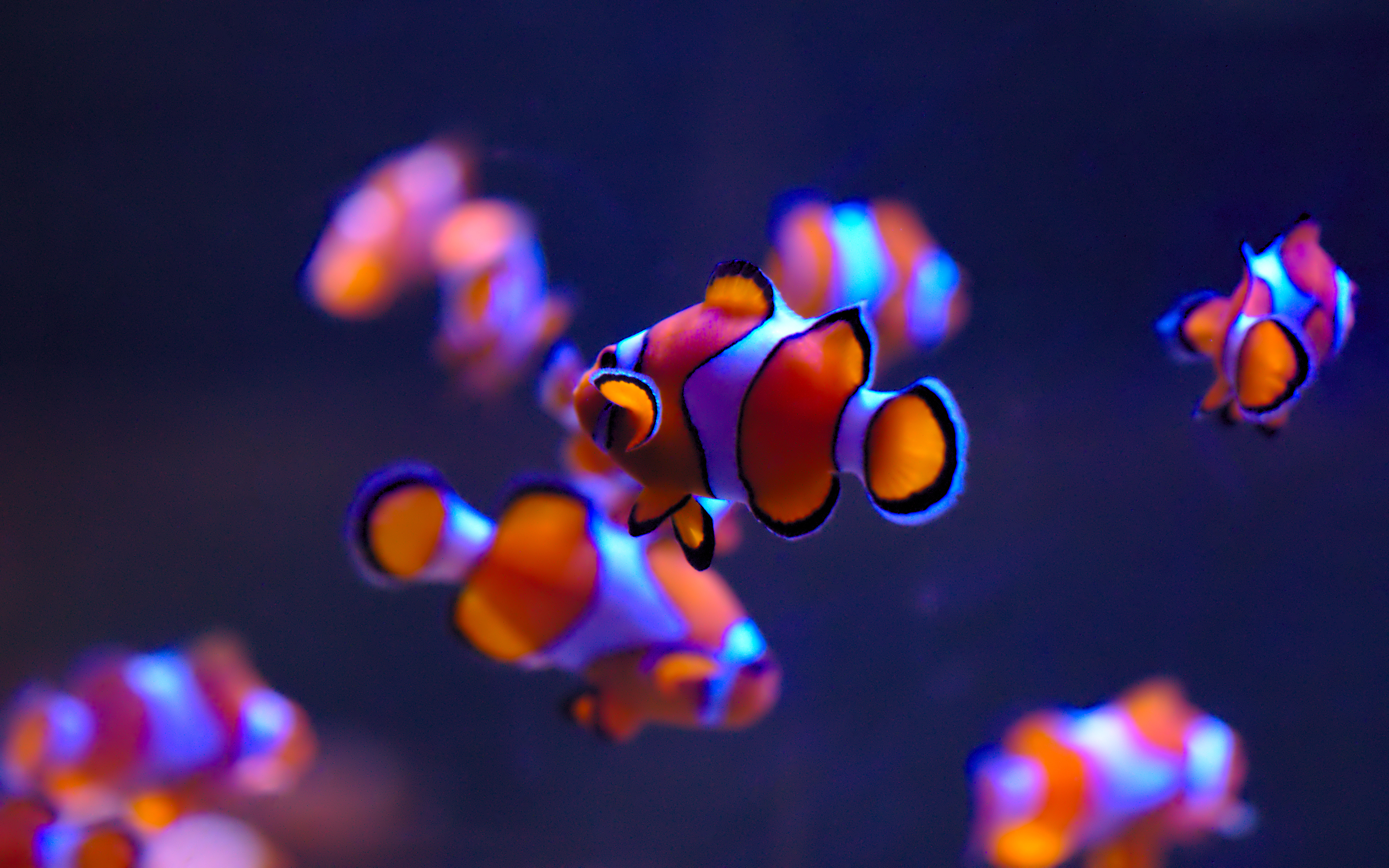 Clownfish Wallpaper 4K, Aquarium, Underwater