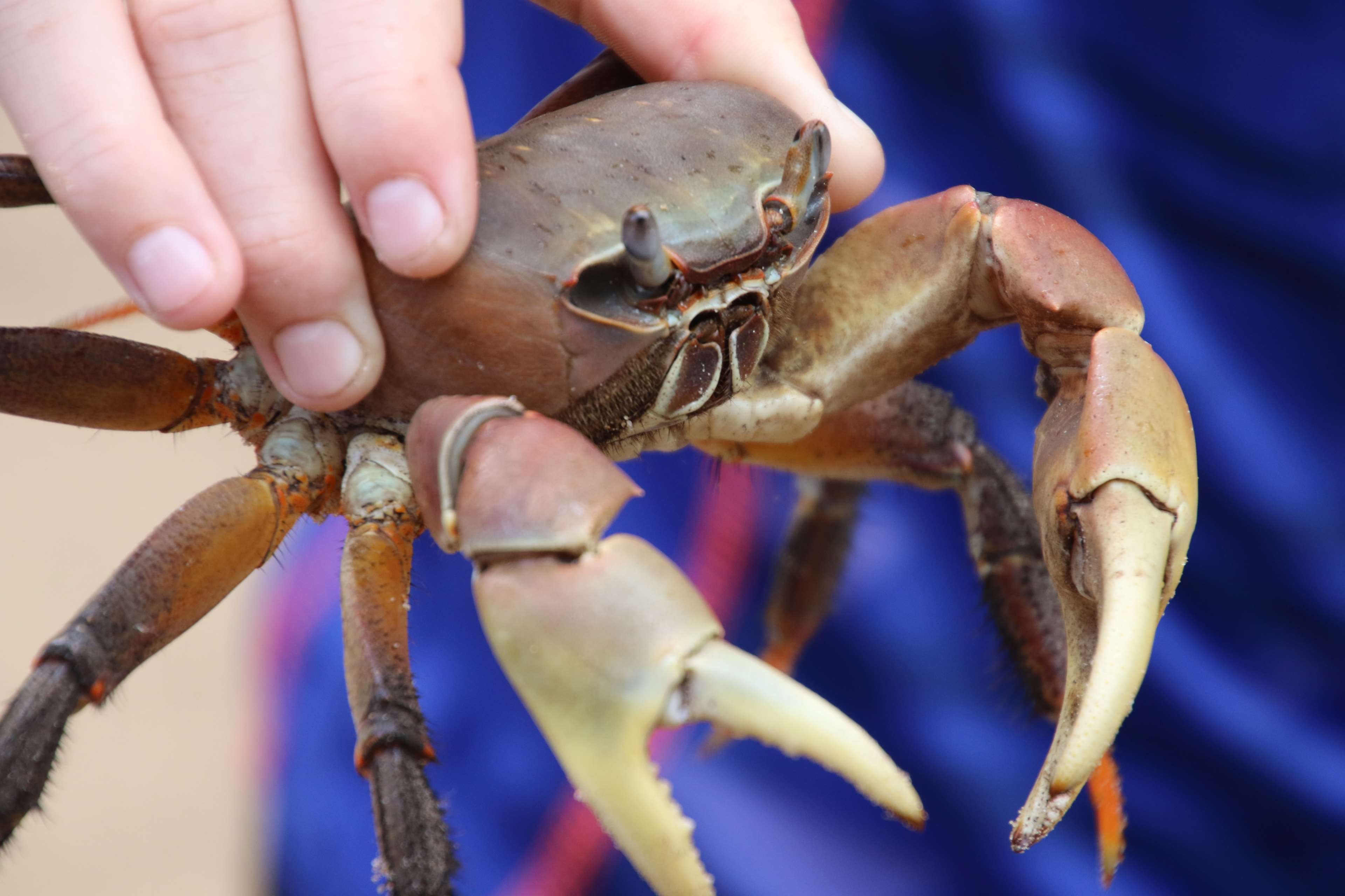 animal, catch, crab, pinch, sea, sea animal, watch out 4k wallpaper