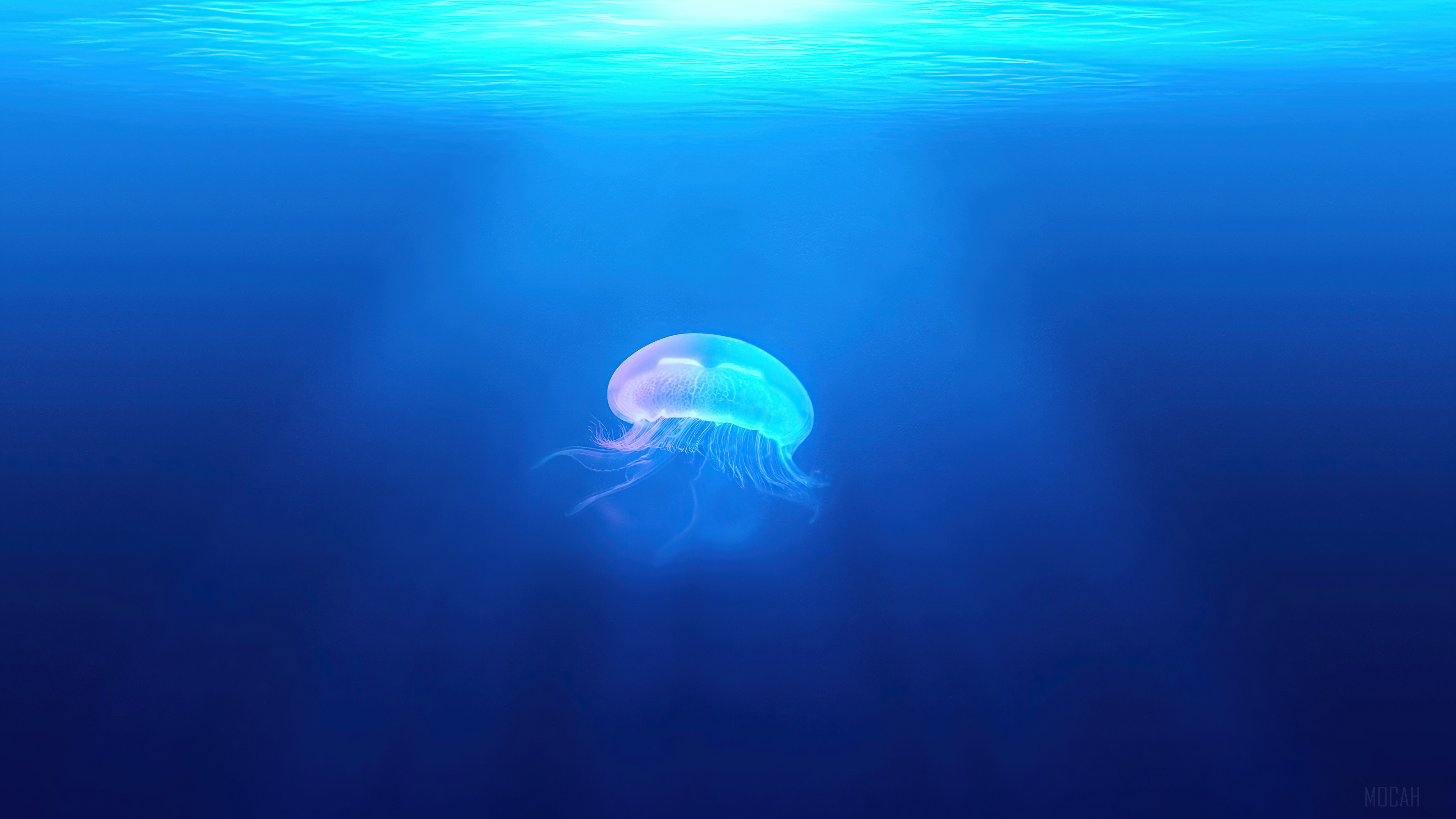 Jellyfish, Underwater, Animal, Animals 4k Gallery HD Wallpaper