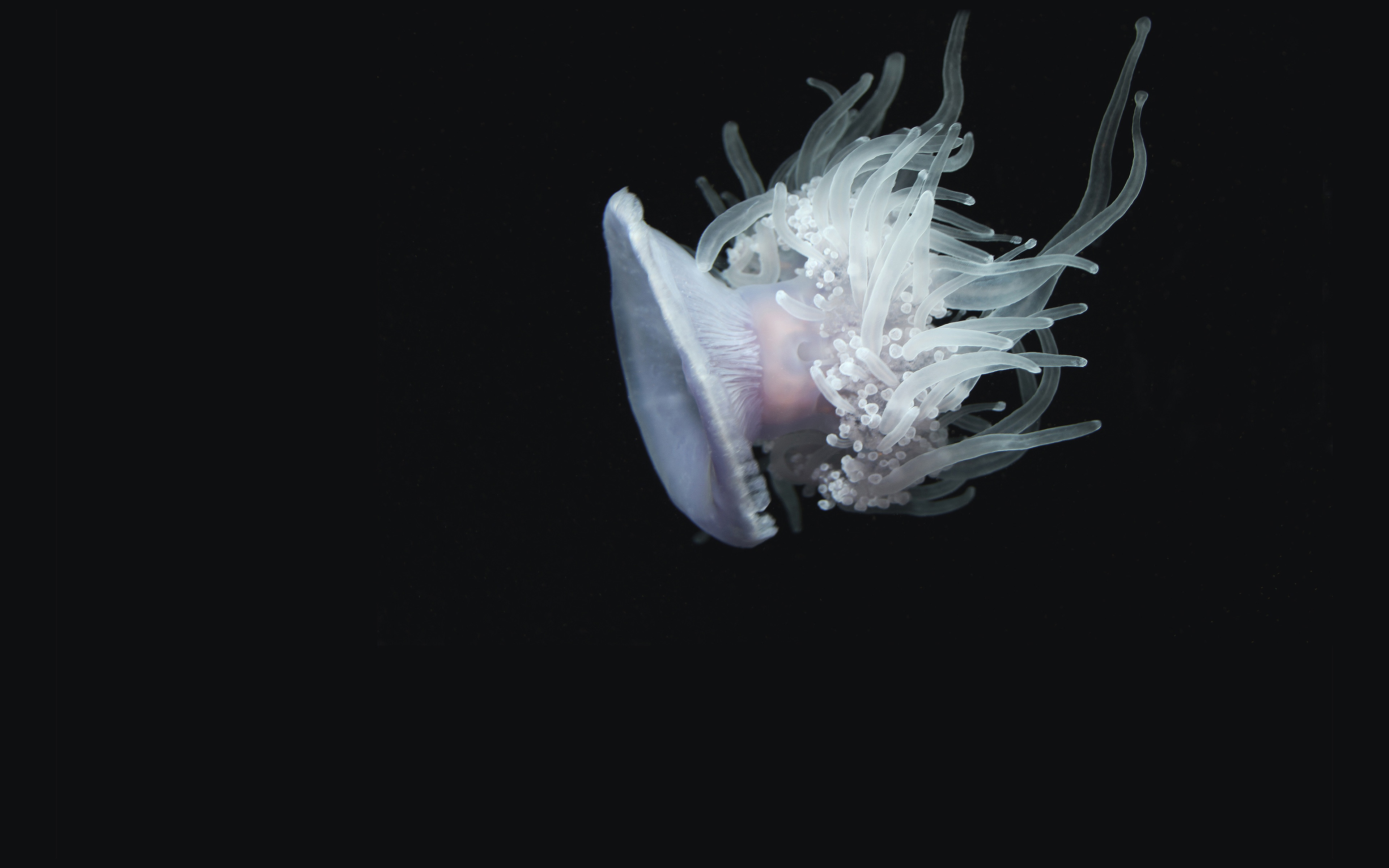 wallpaper for desktop, laptop. jellyfish dark sea ocean animal