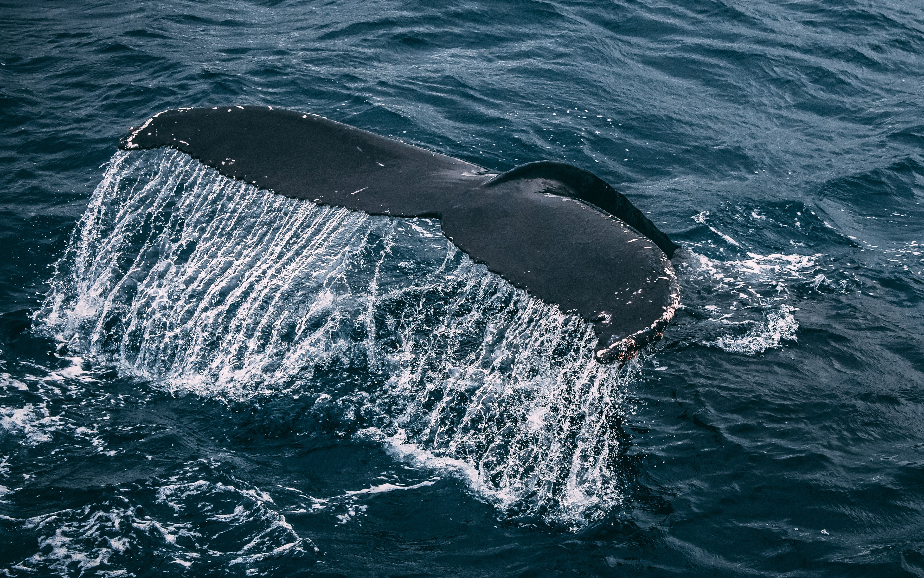 wallpaper for desktop, laptop. whale ocean sea animal nature