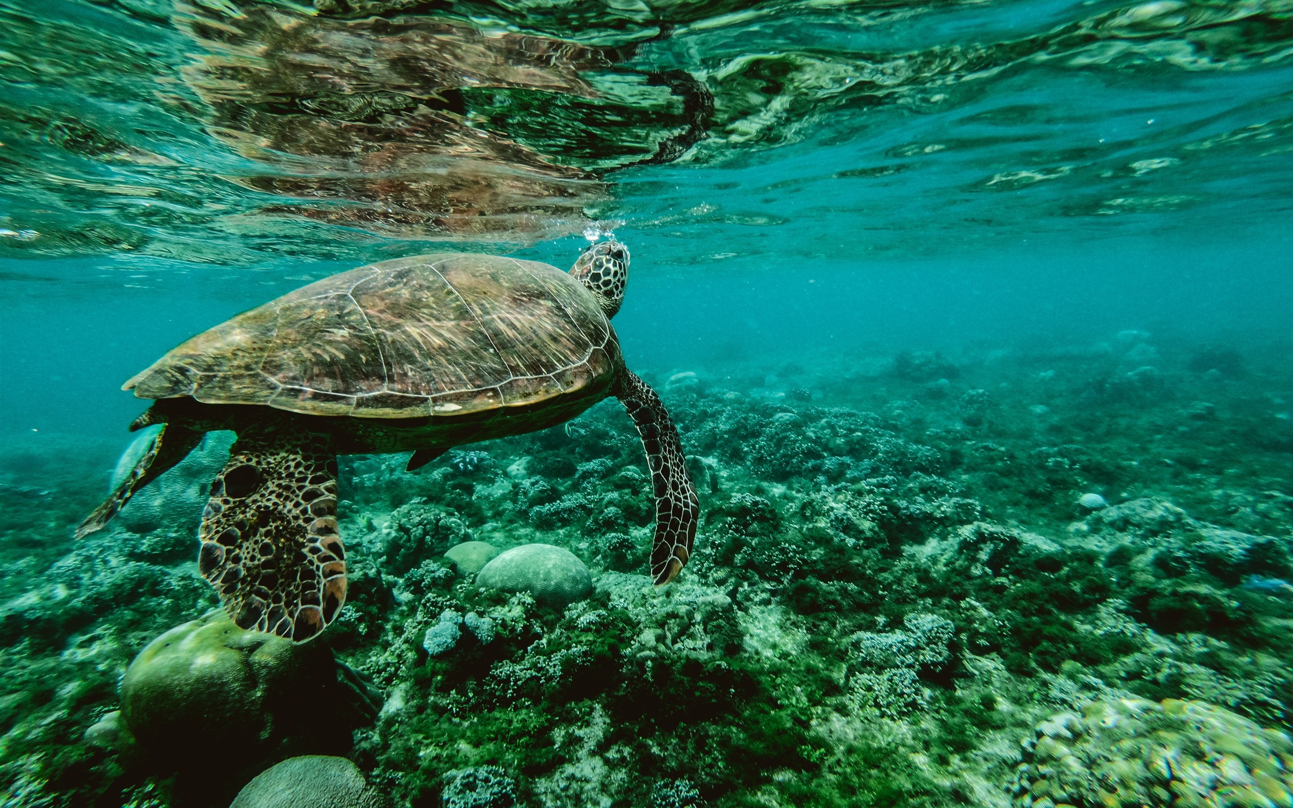 Wallpaper Turtle, underwater, sea animal 3840x2160 UHD 4K Picture, Image