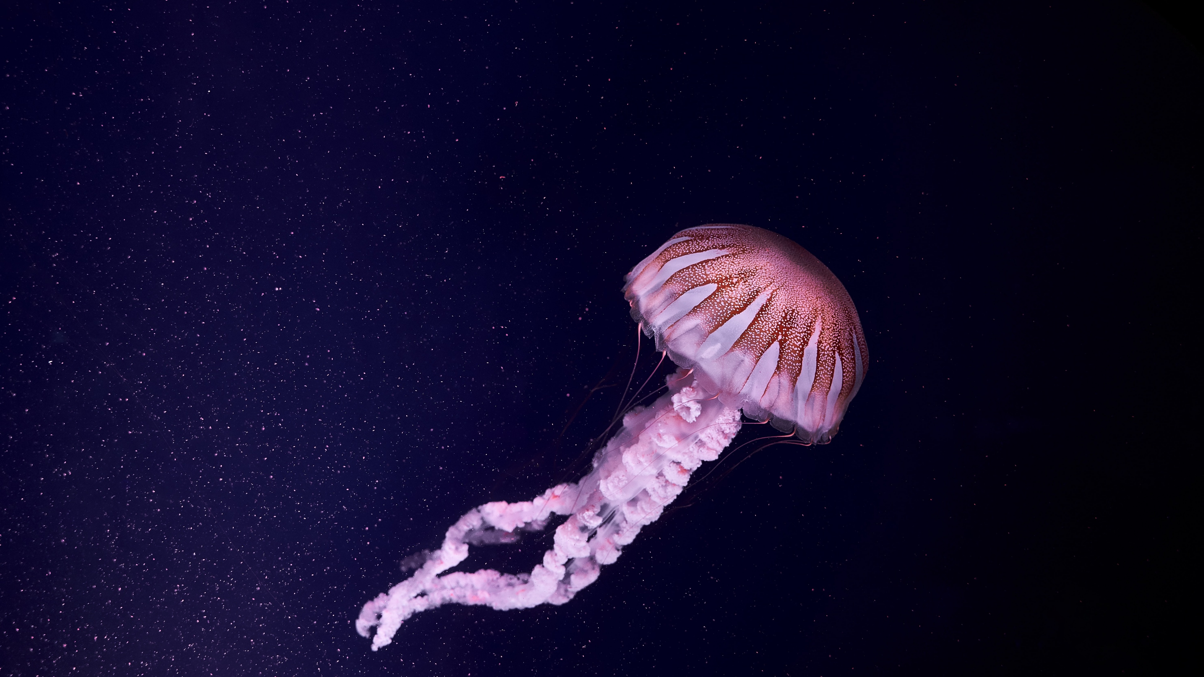 Jellyfish Wallpaper 4K, 5K, Dark background, Sea Life