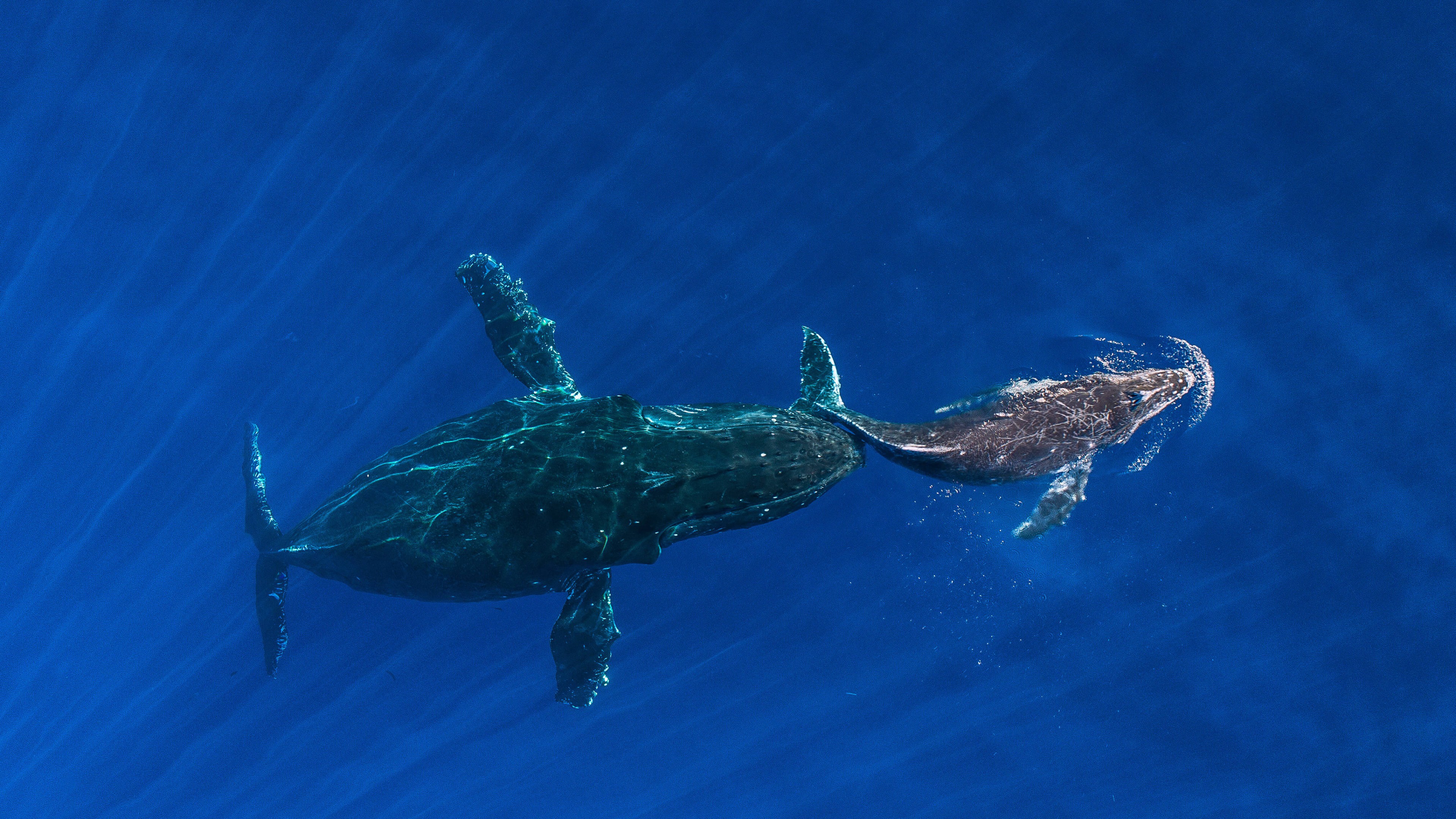 Wallpaper whale, ocean, blue, 4K, Animals