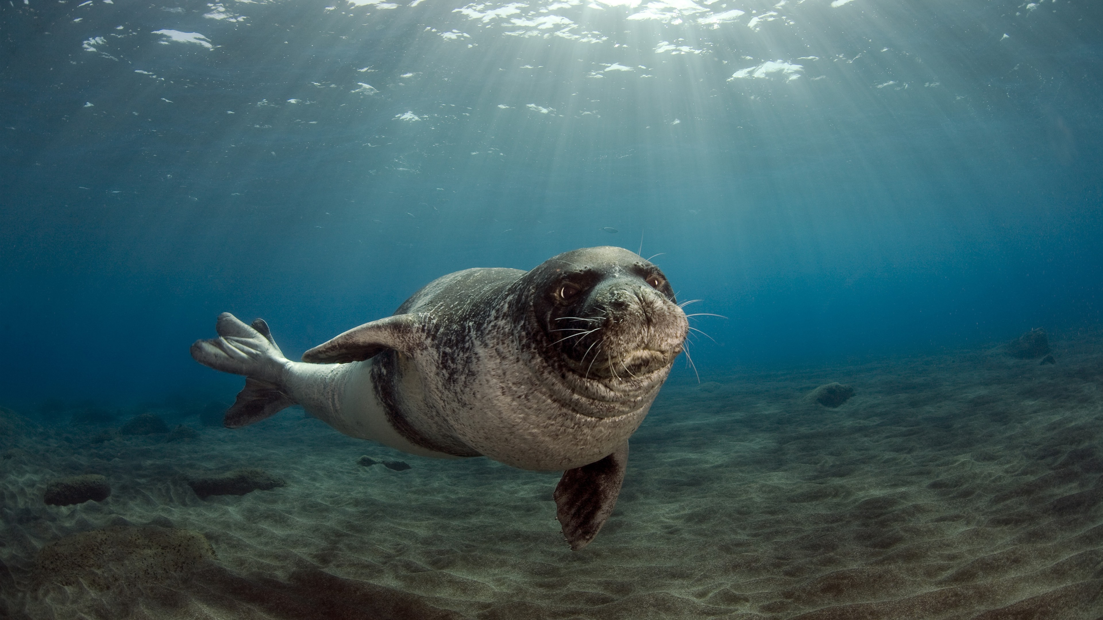 Wallpaper Sea animal, seals, underwater, sunshine 3840x2160 UHD 4K Picture, Image