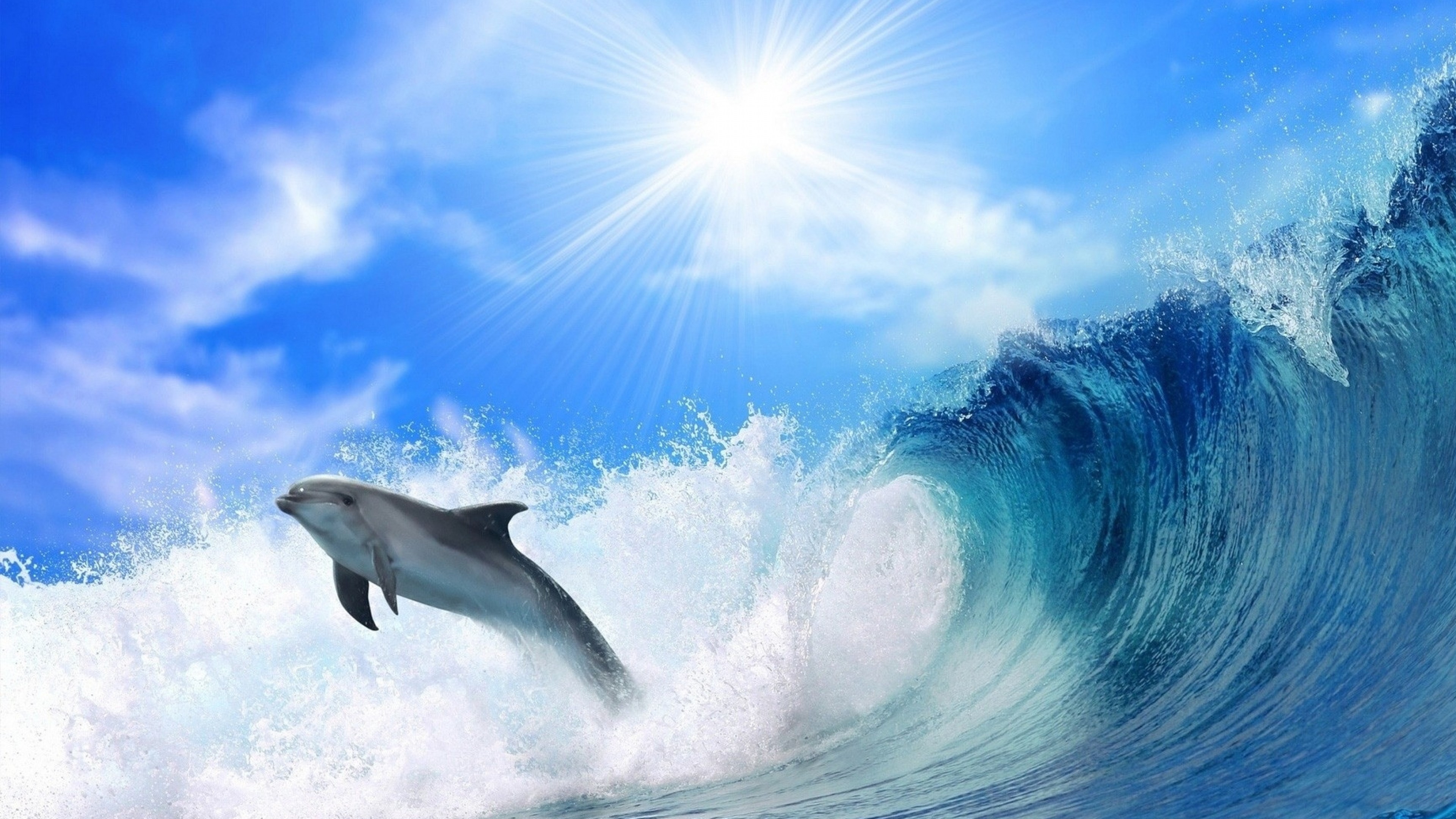 Wallpaper dolphin, ocean, 4k, Animals
