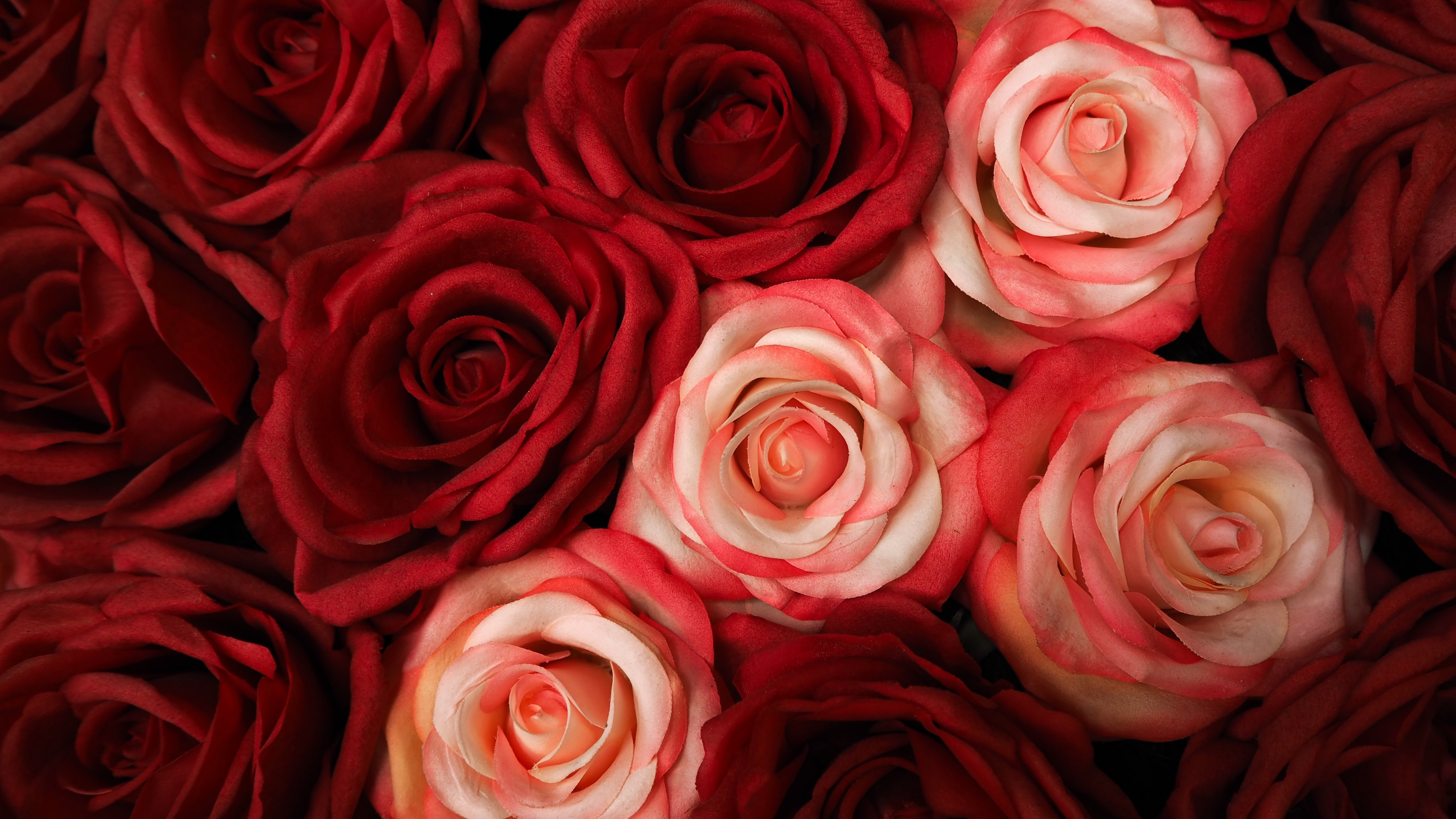 Red Roses Wallpaper 4K, White Roses, Floral Background