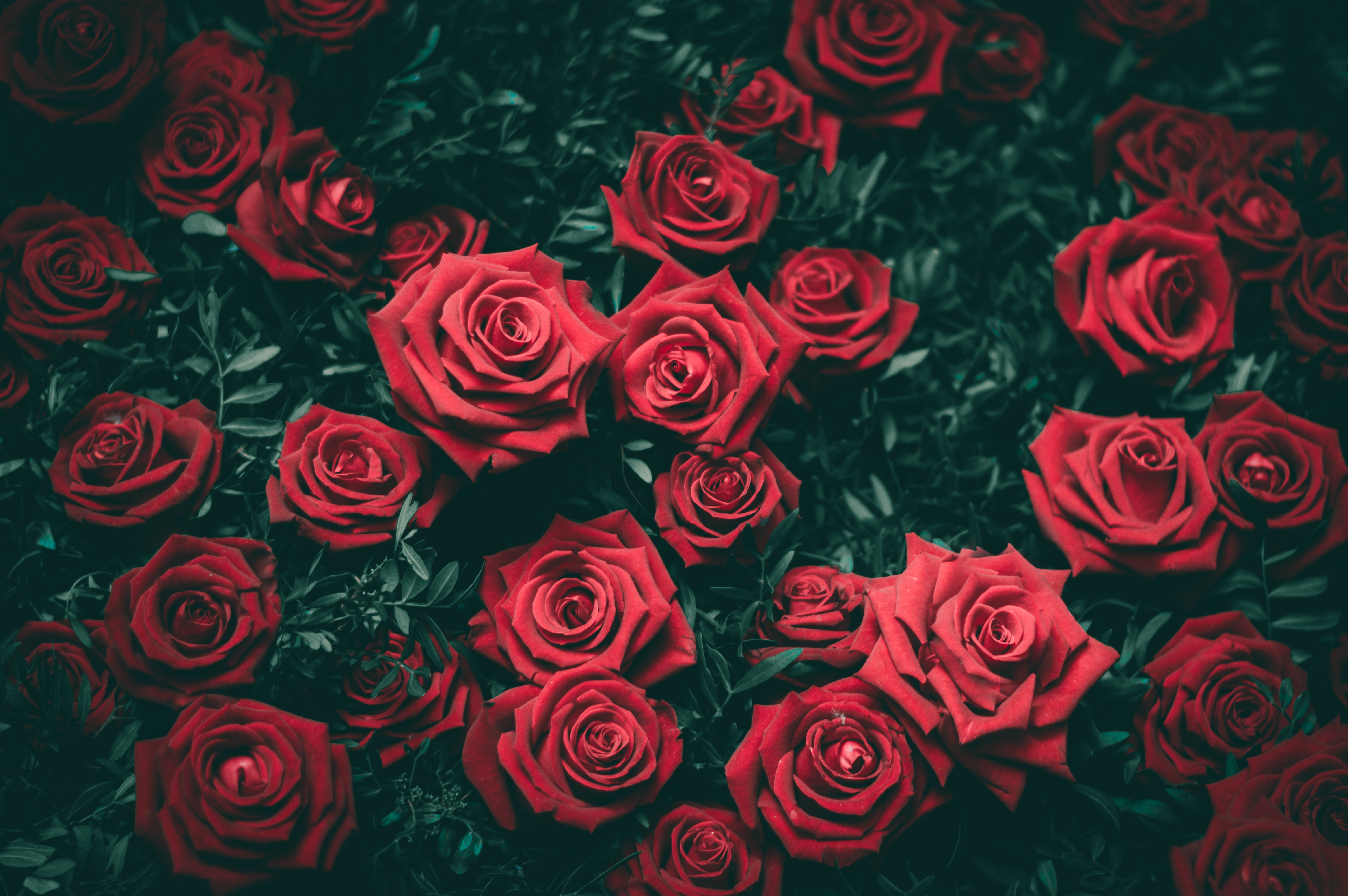 red rose 1080P, 2k, 4k HD wallpaper, background free download